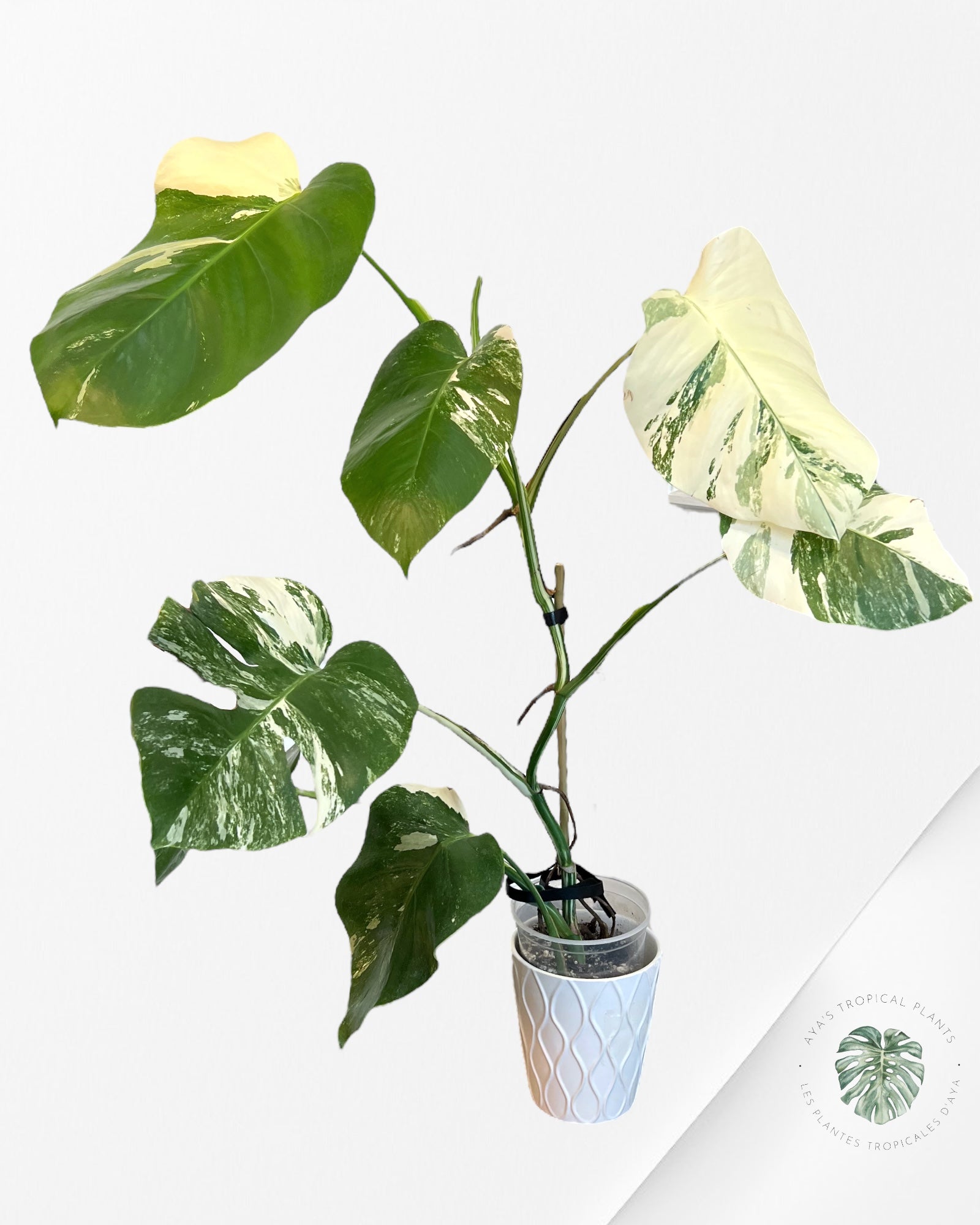 Monstera Borsigiana albo -JA300