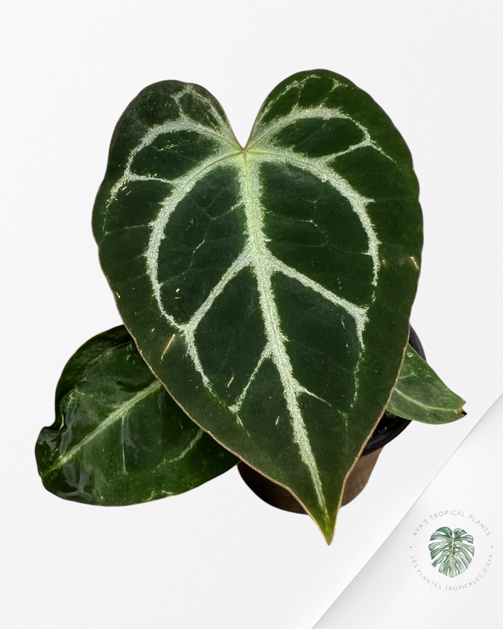 Anthurium Papi *Moira x Velours* - 1902