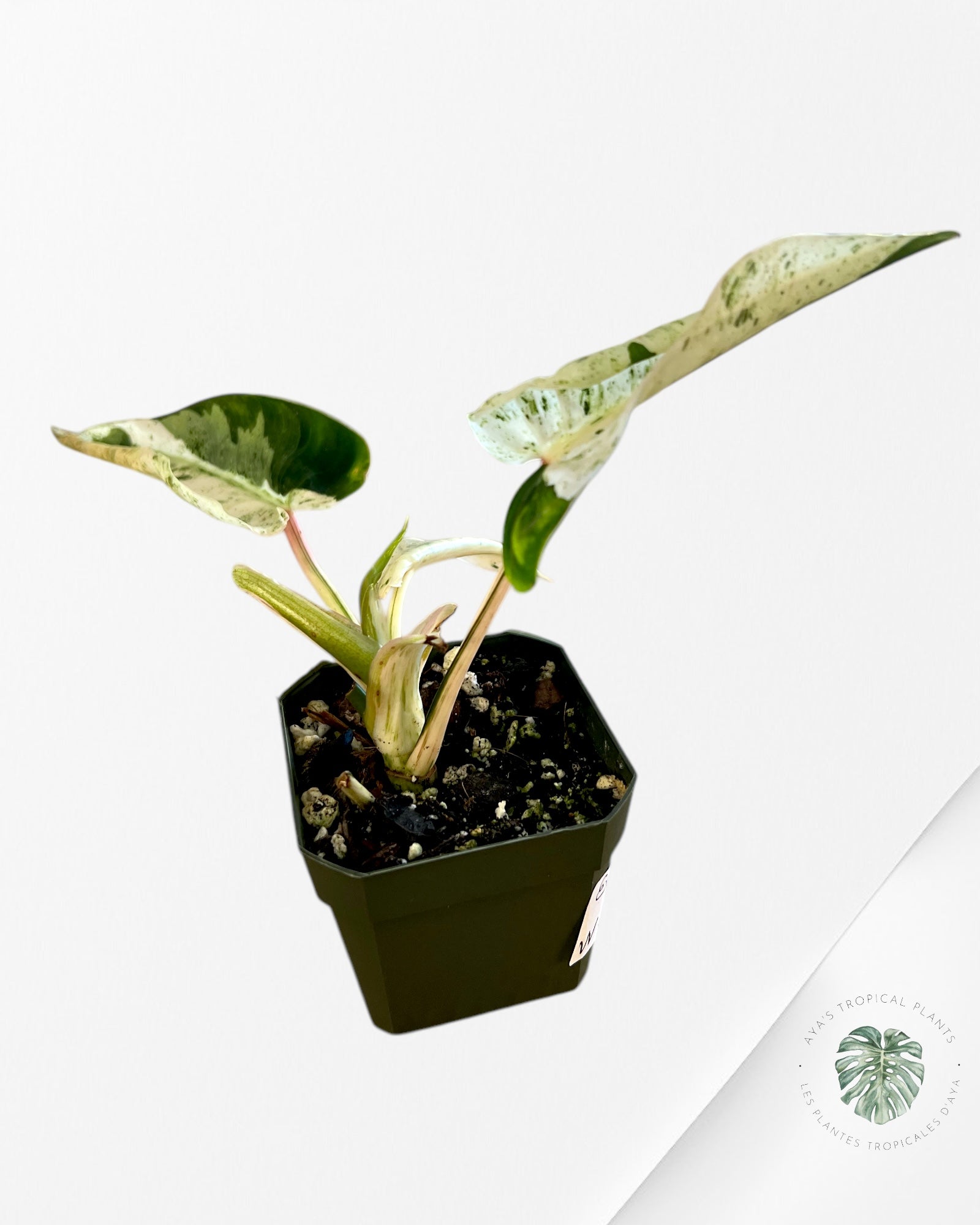 Philodendron Emerald Ice-WW