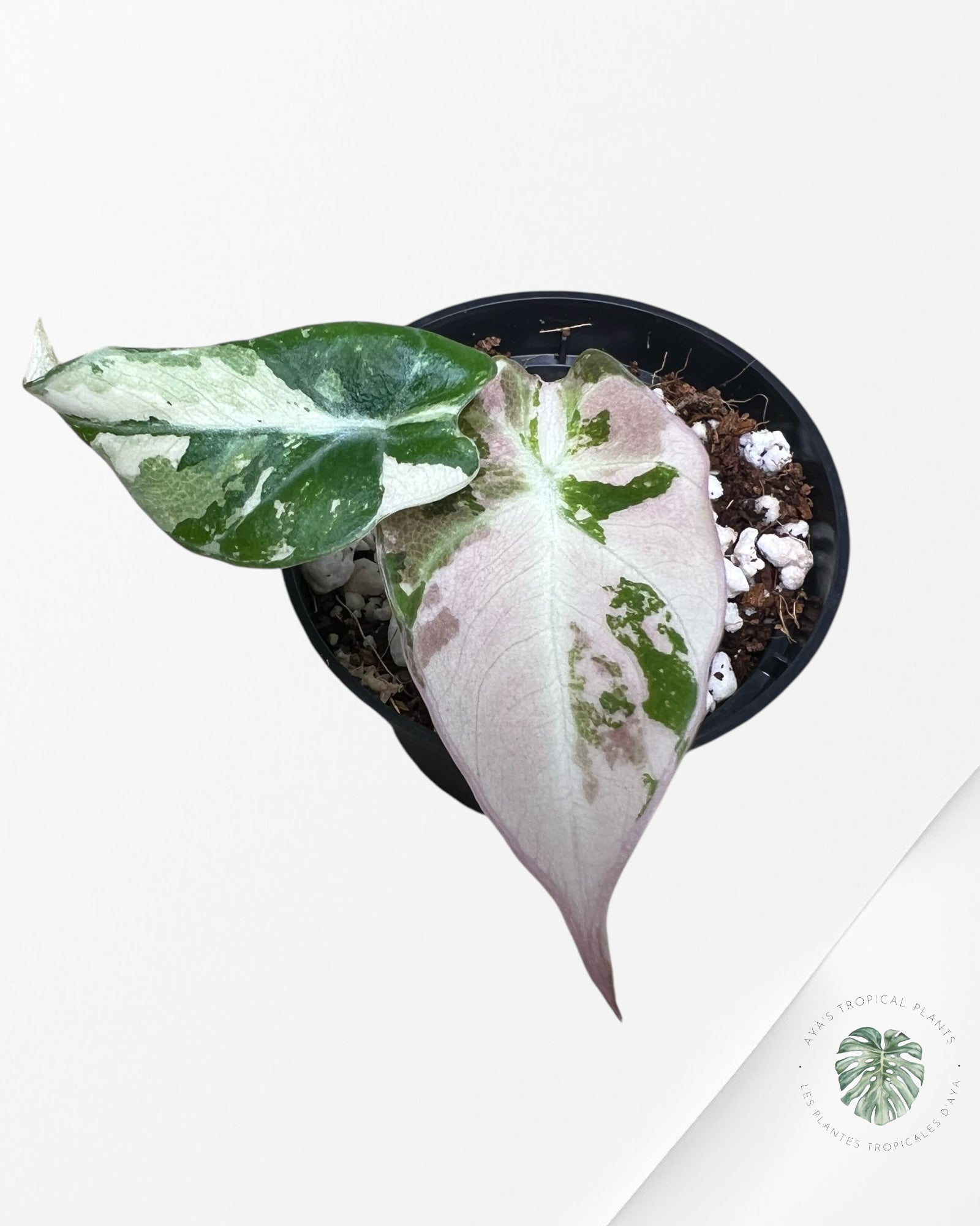 Alocasia Black Velvet Pink Variegated - 4