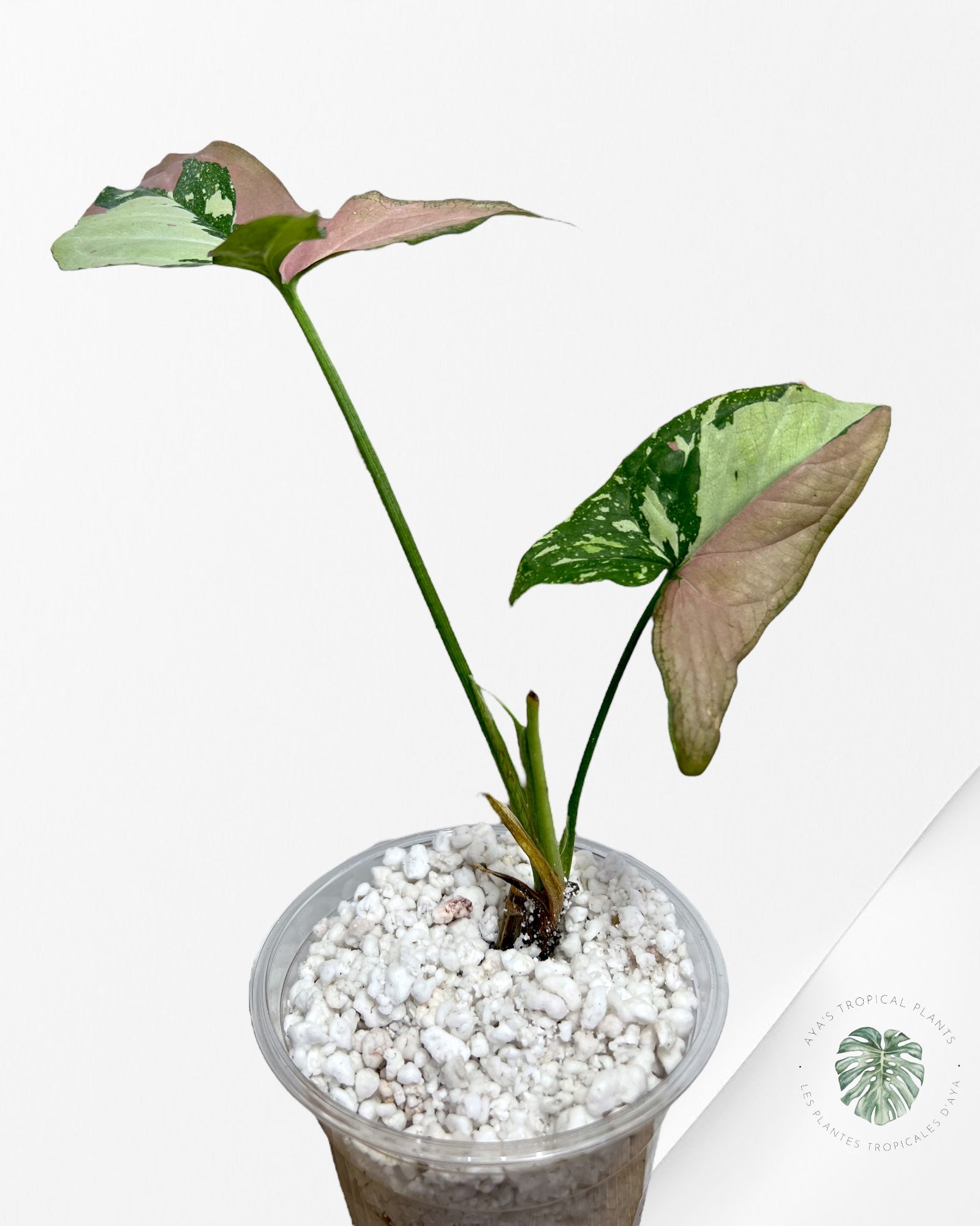 Syngonium Redspot Tricolor - ST3