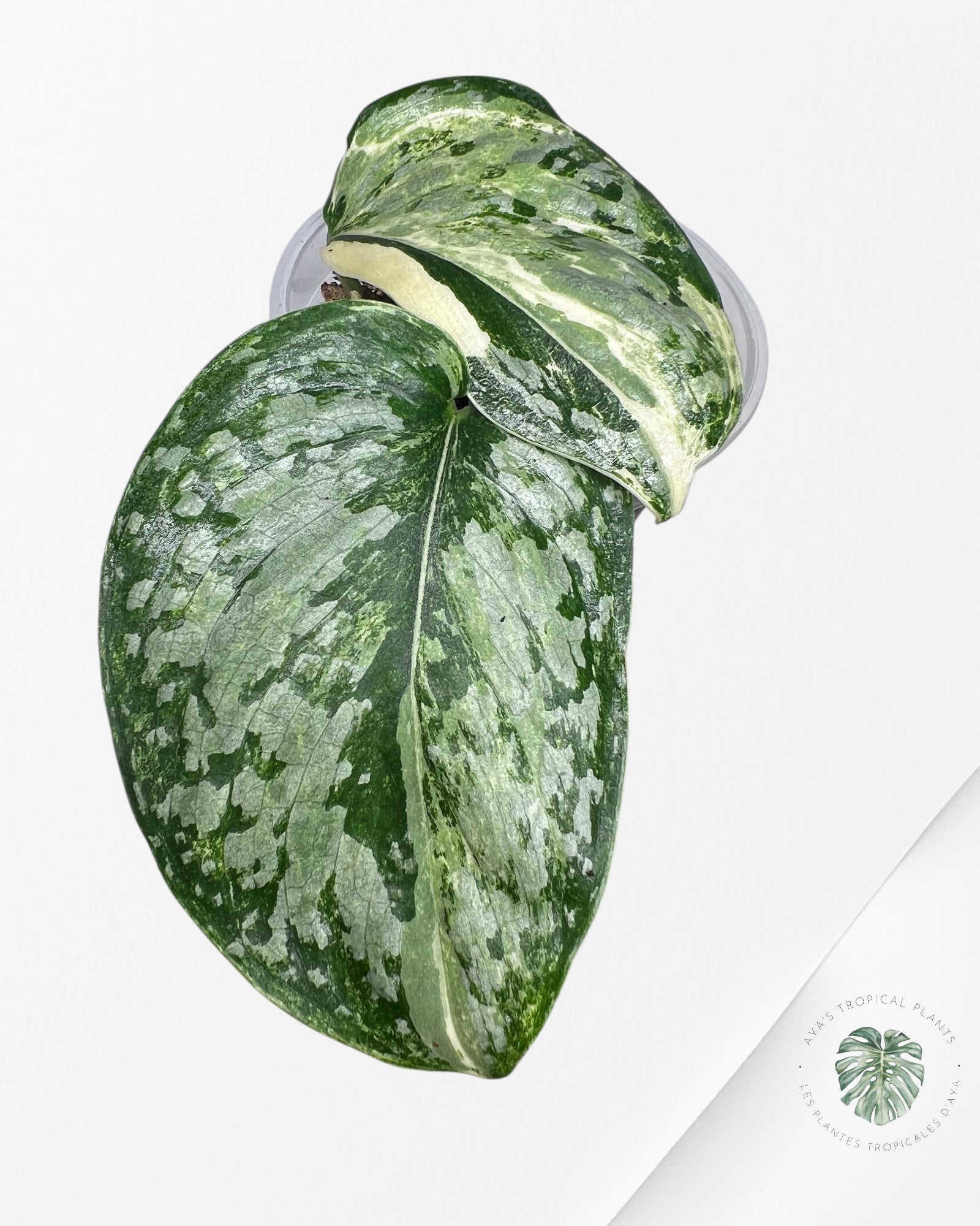 Scindapsus Exotica Tricolore - SET2