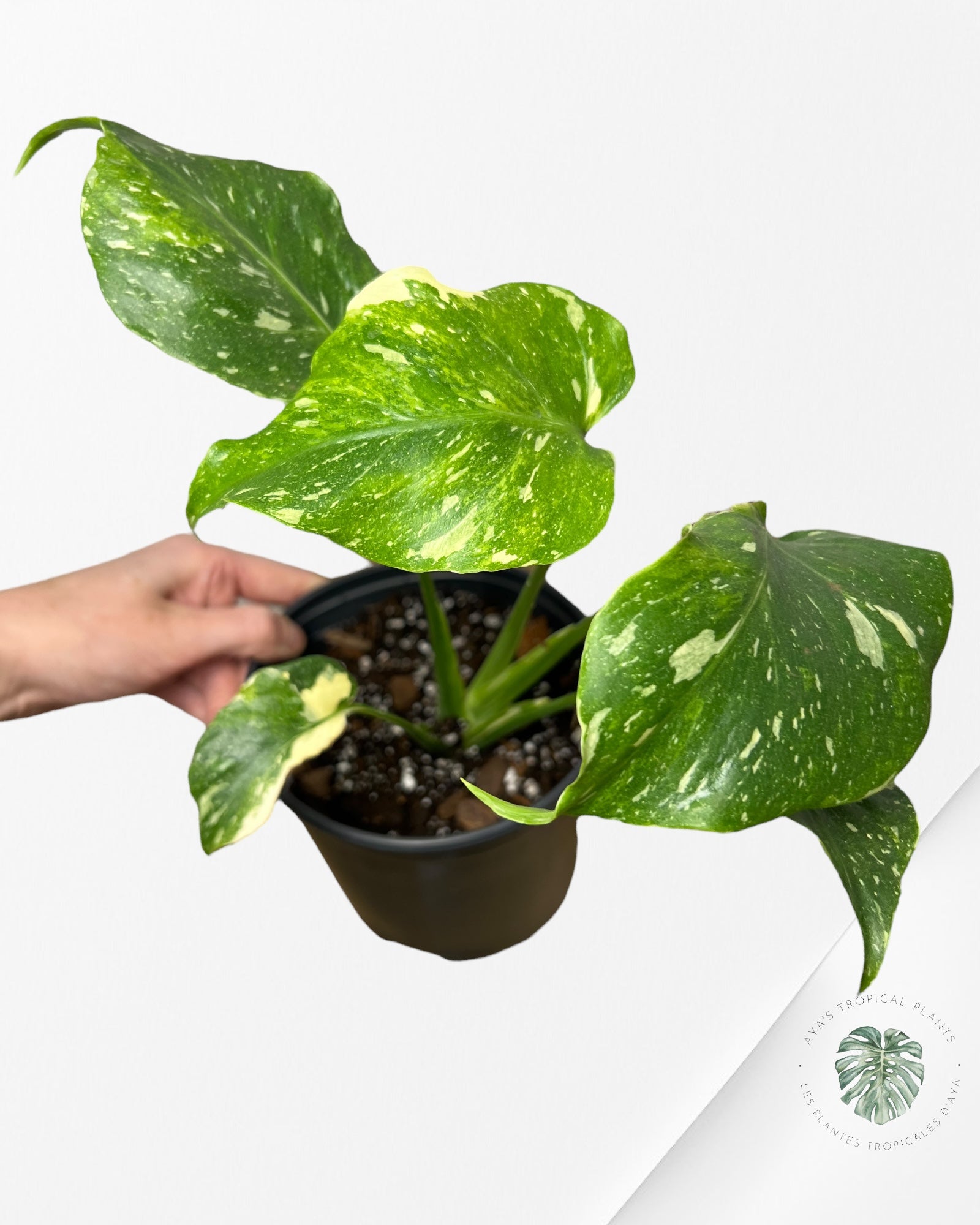 Monstera Miracle Tricolore -MTT240