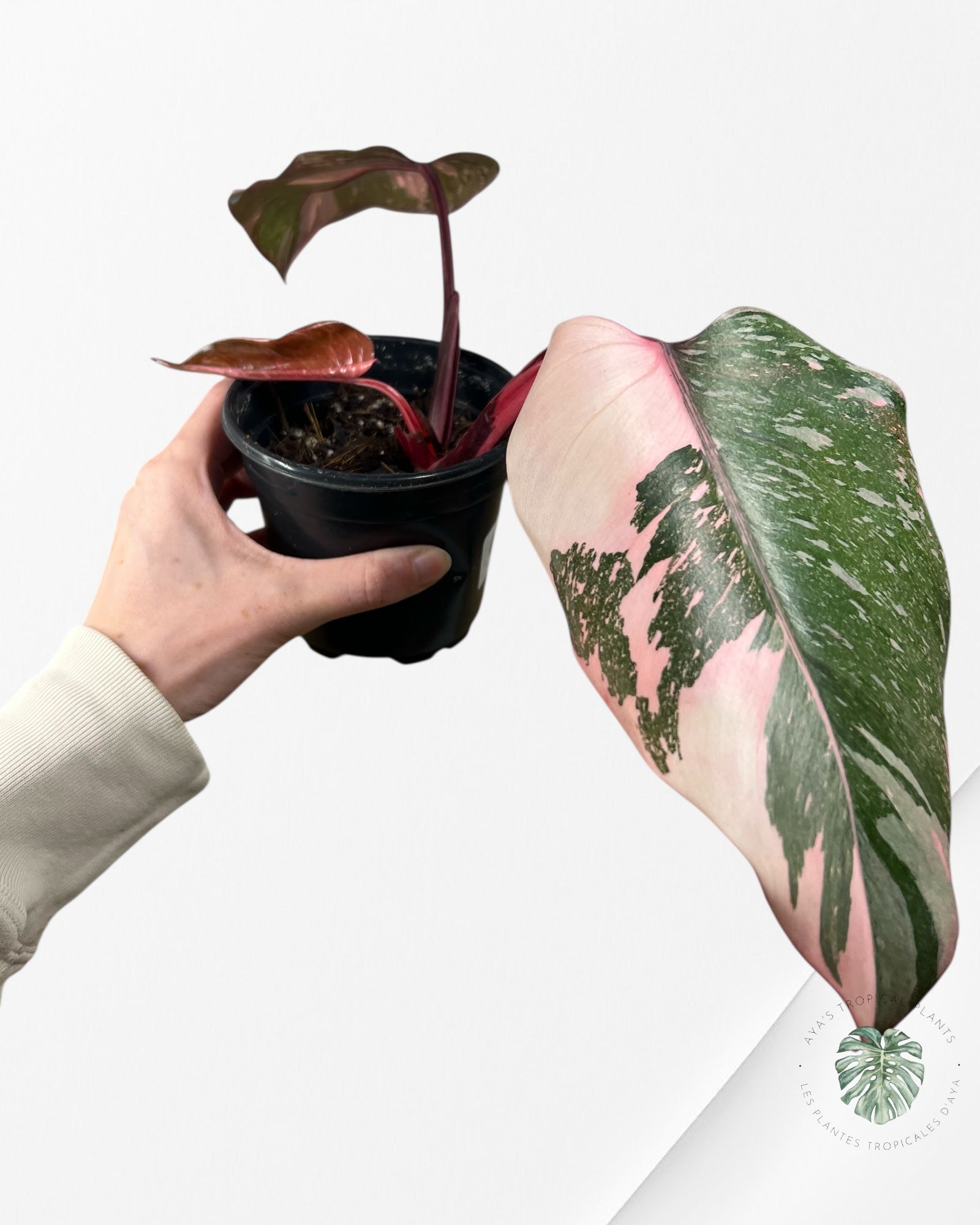 Philodendron Pink Galaxy - T8