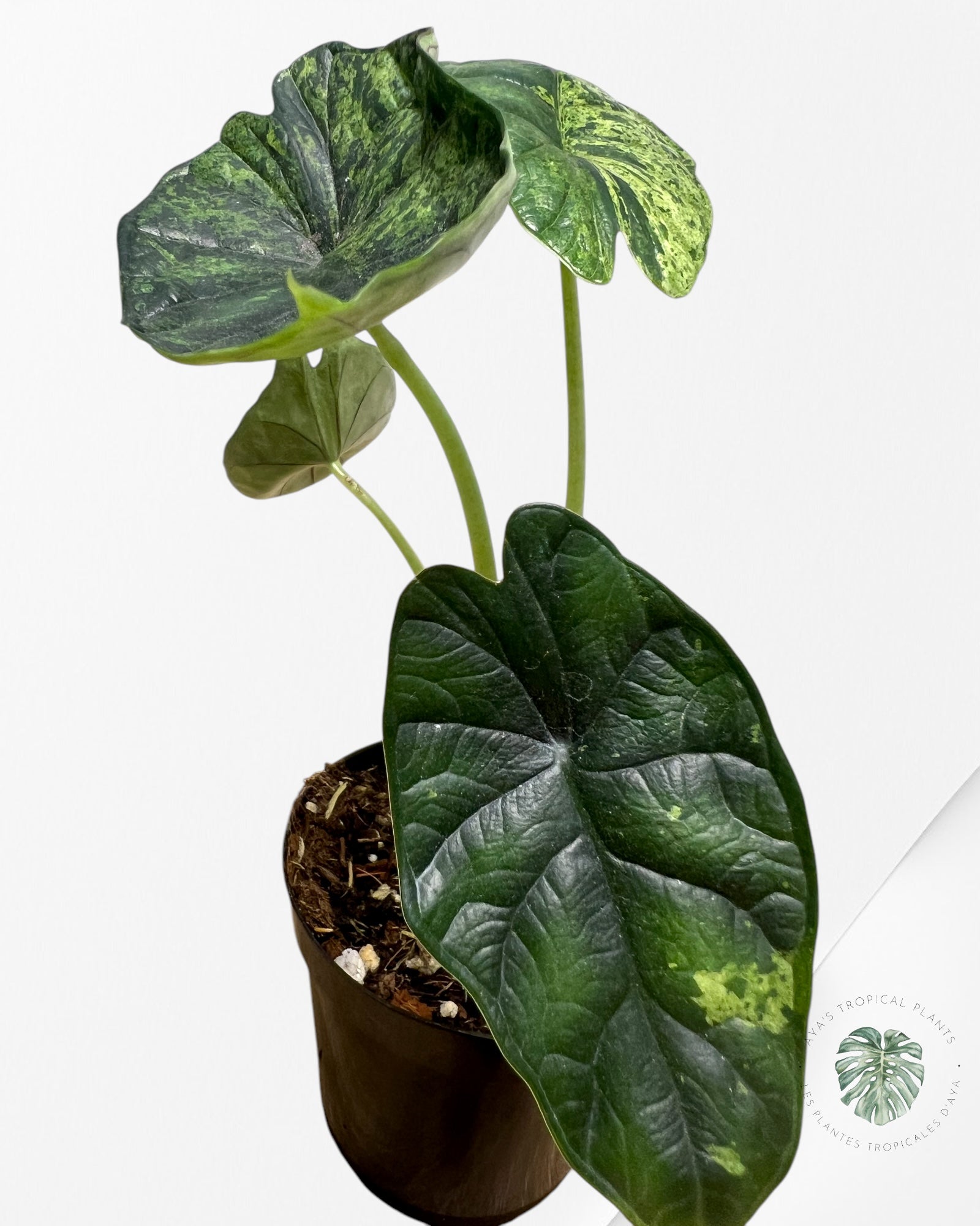 Alocasia baginda 'Dragon Scale' Menthe panachée-60