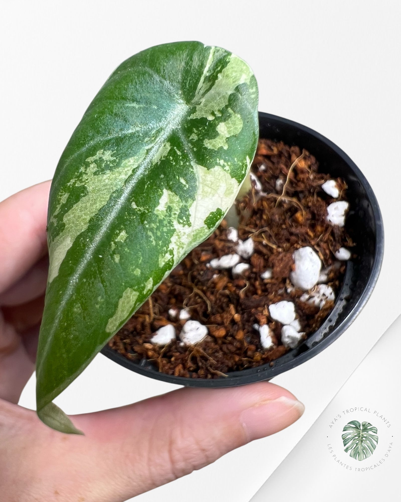Alocasia Black Velvet Pink Variegated - 5
