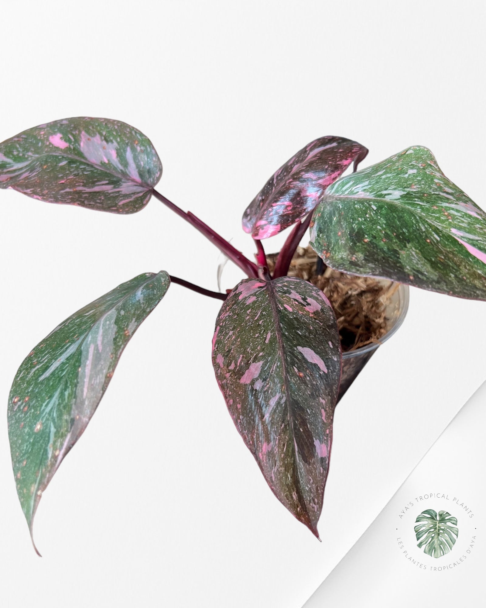 Philodendron Pink Galaxy