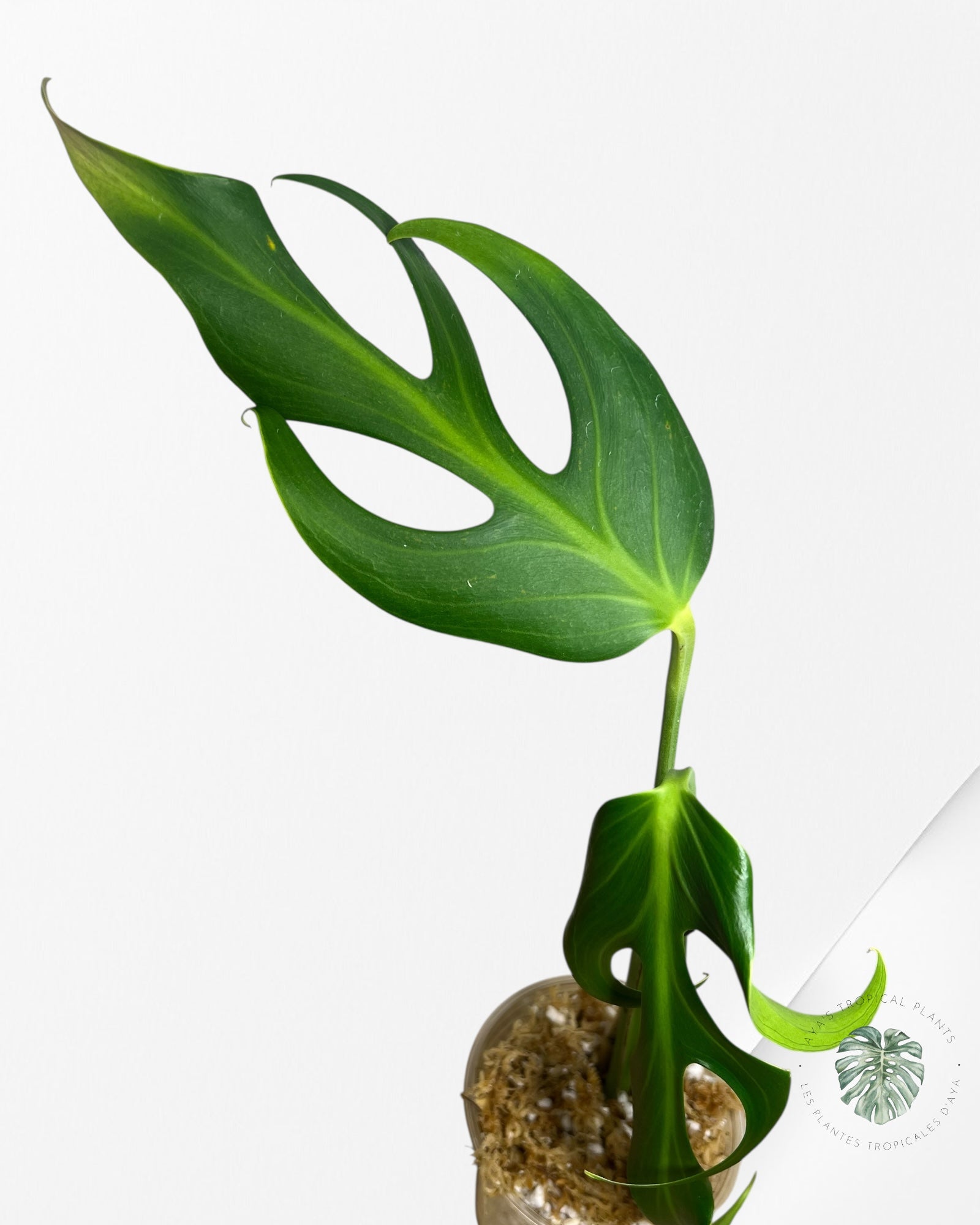 Monstera Burle Marx Flame - X