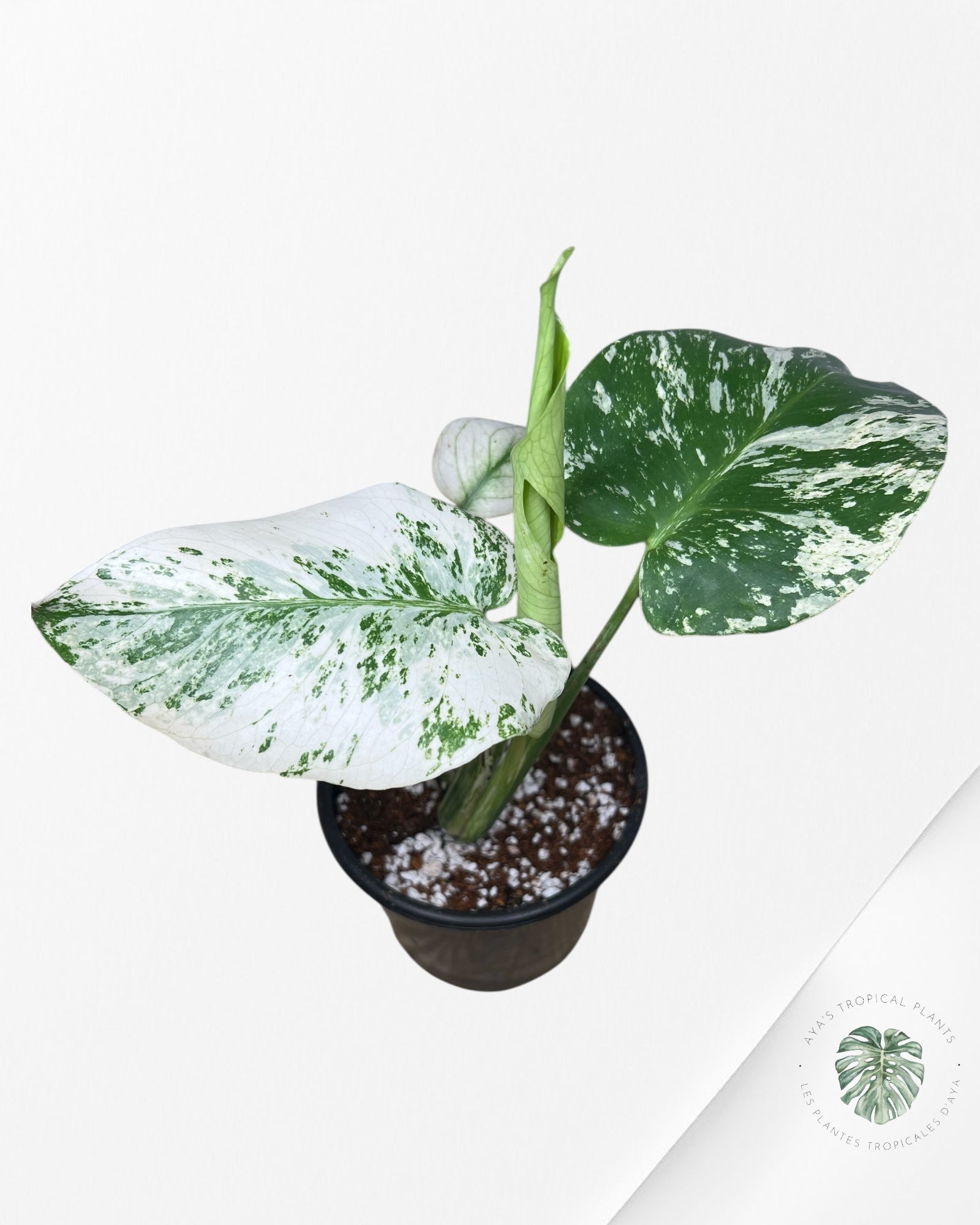 Monstera Mint - 85