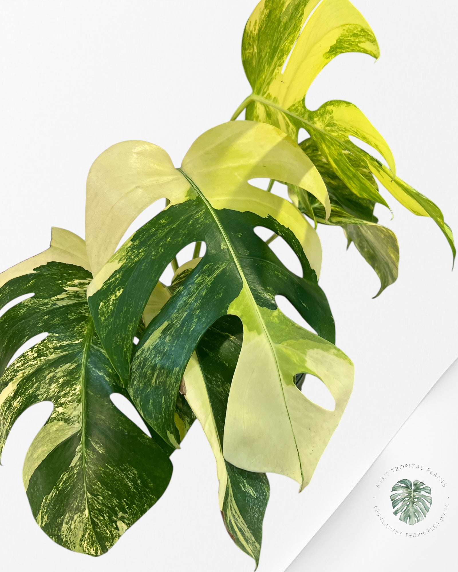 Monstera Aurea -JA6