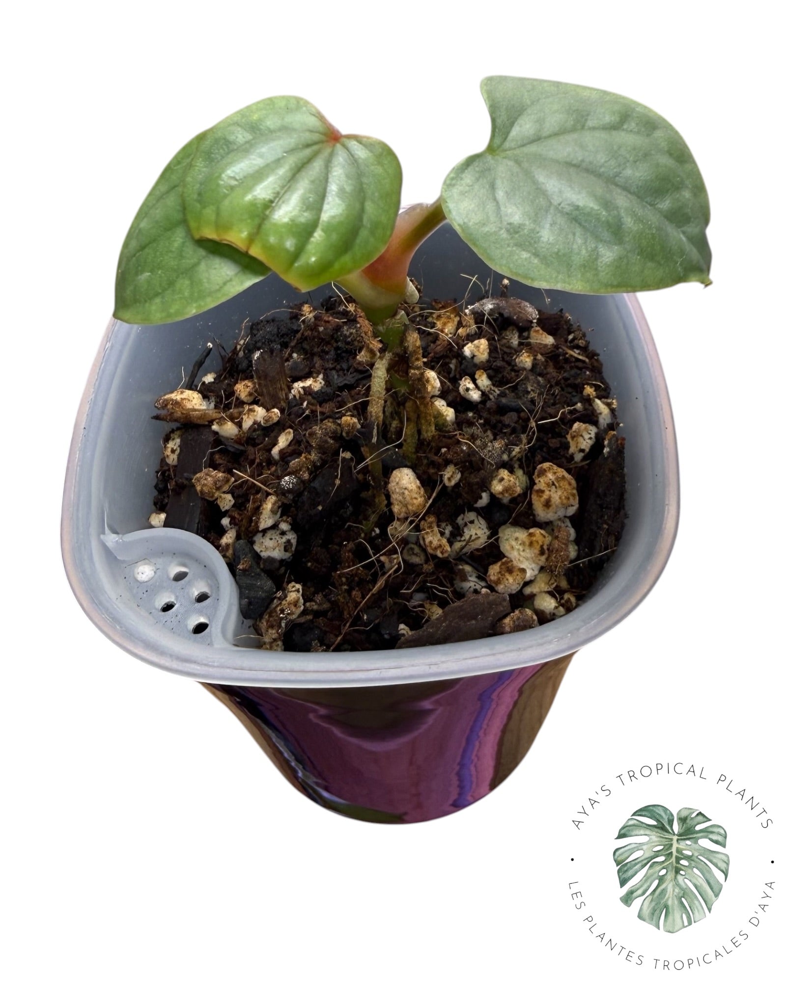 Anthurium Luxurians