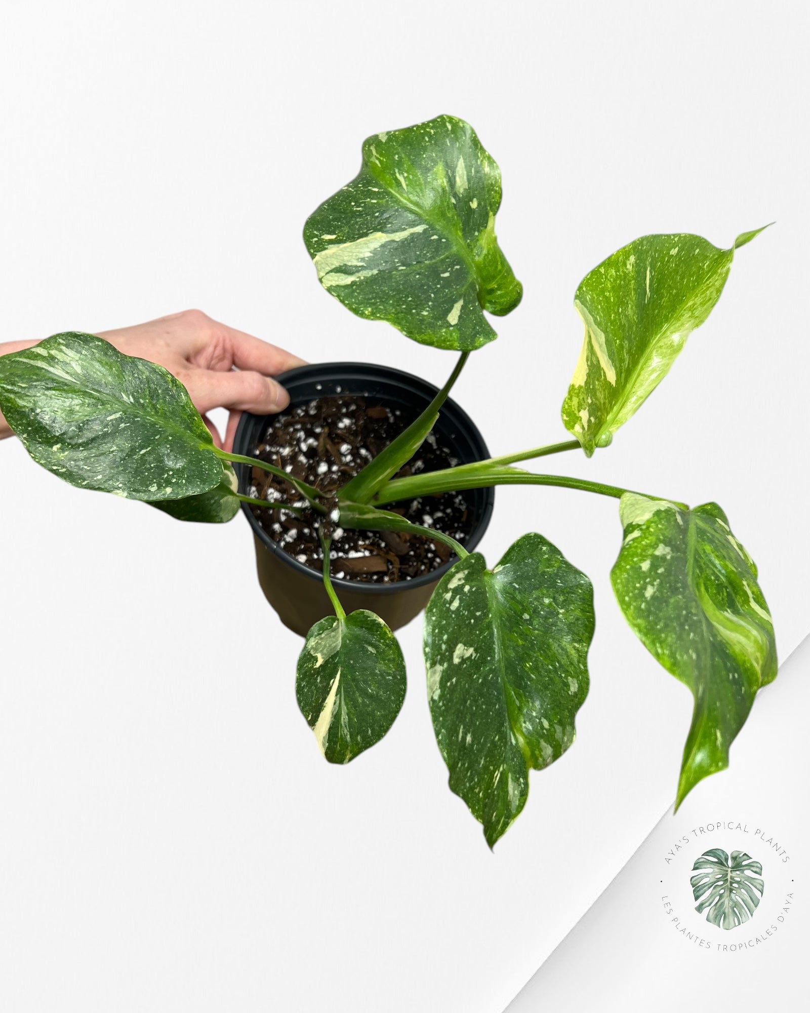 Monstera Miracle Tricolor -MTT230