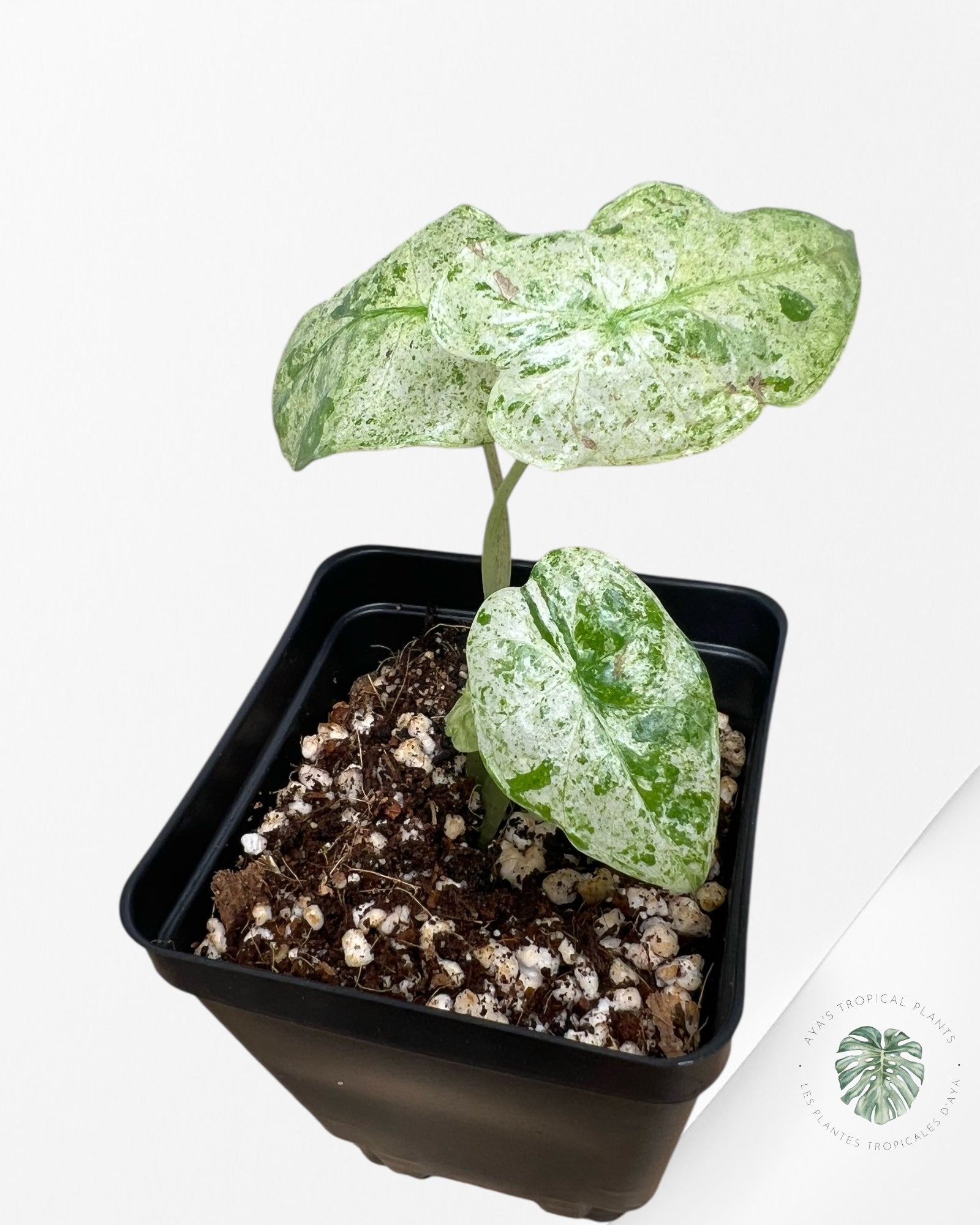 Alocasia Macrorrhiza Splash -SPJ