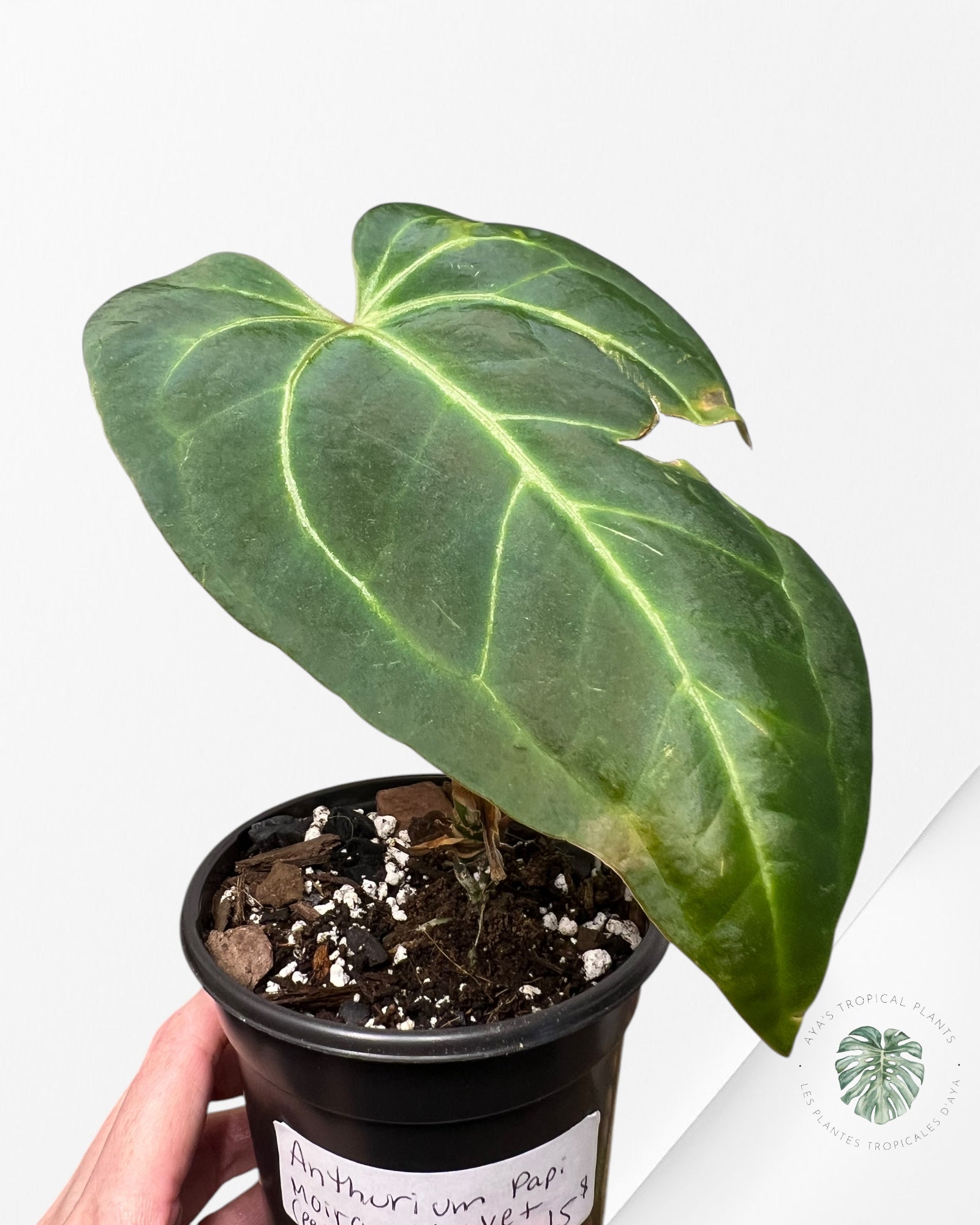 Anthurium Papi *Moira x Velvet* - PD