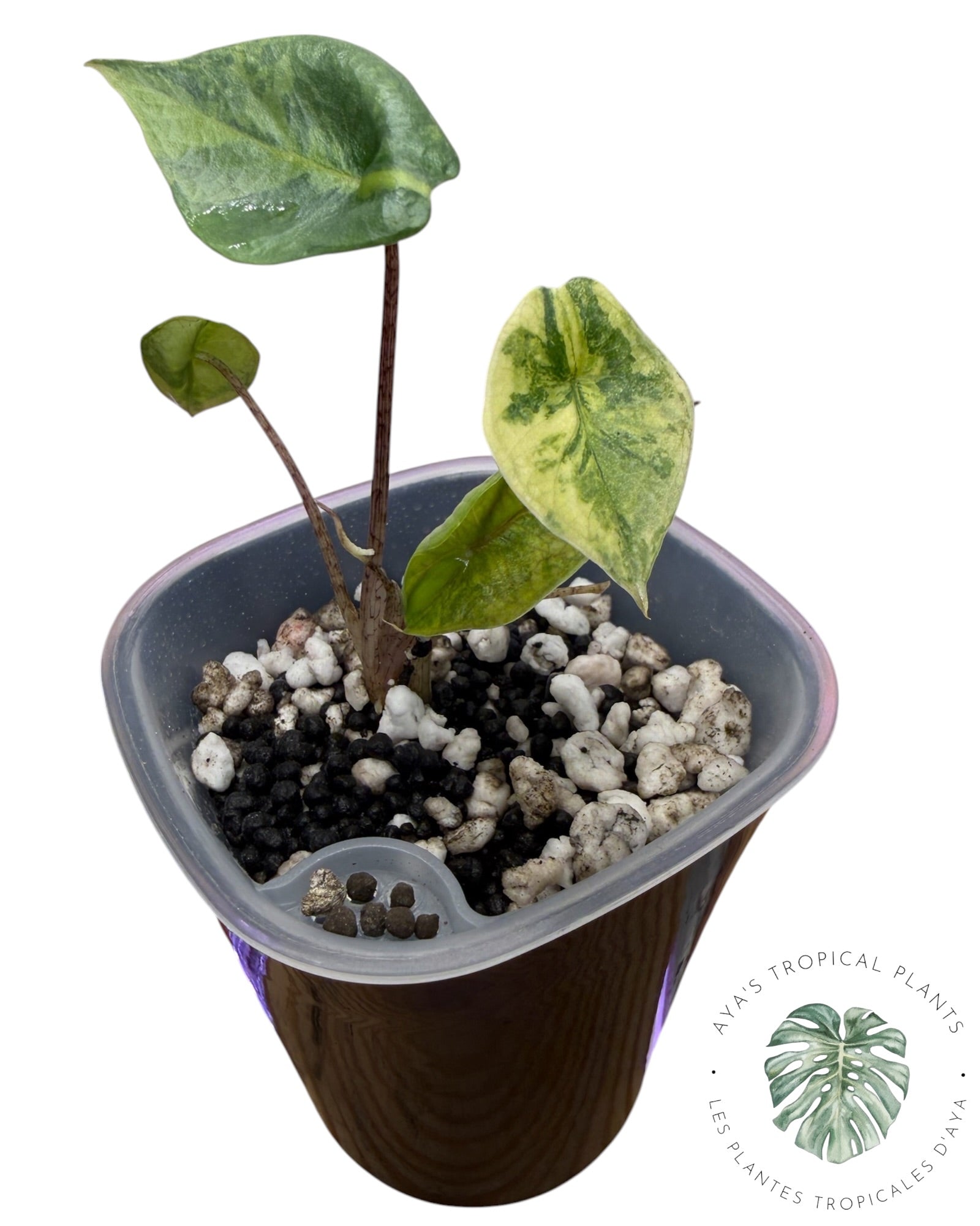Alocasia Heterophylla Metallic  Aurea Variegated