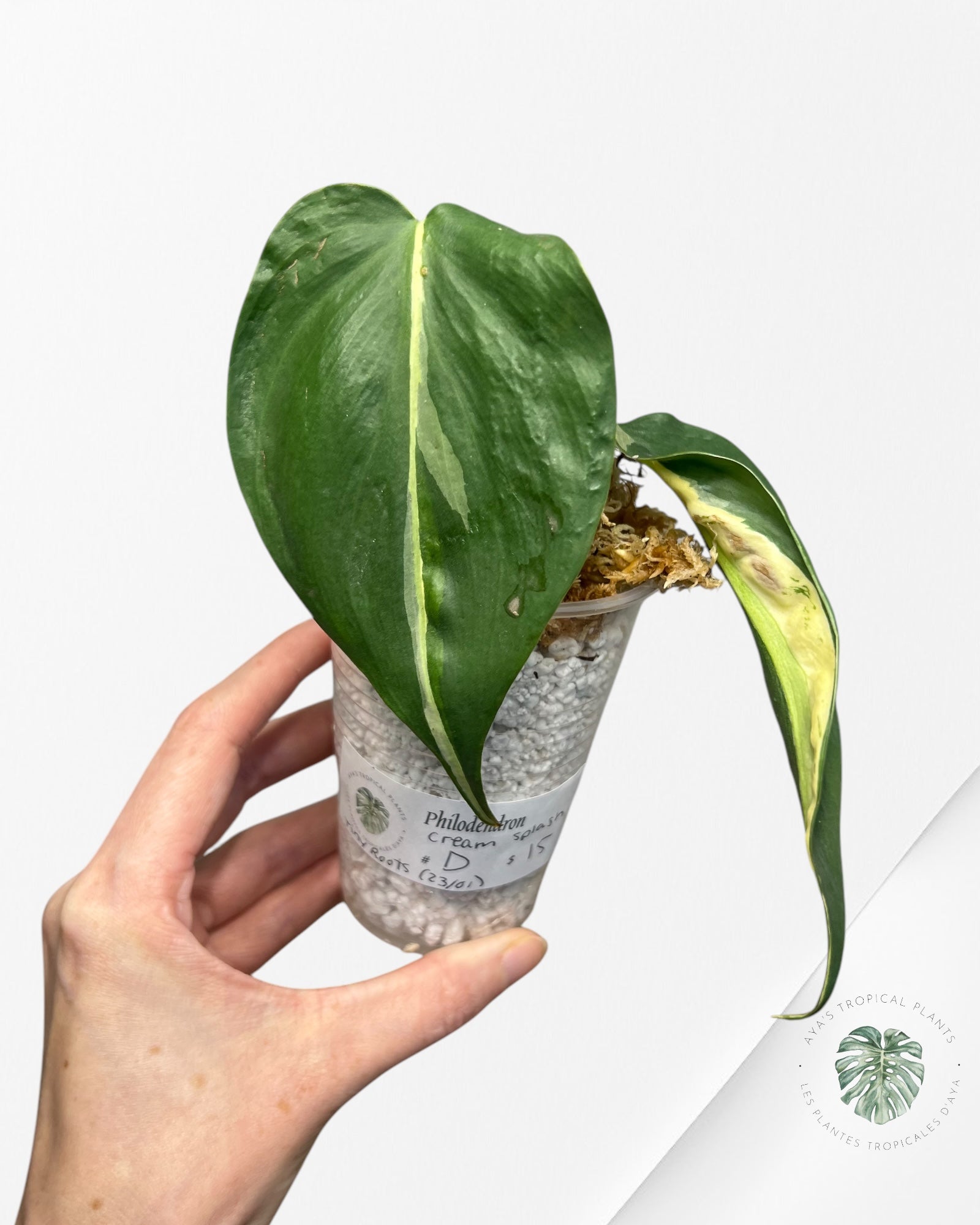 Philodendron Cream Splash - D