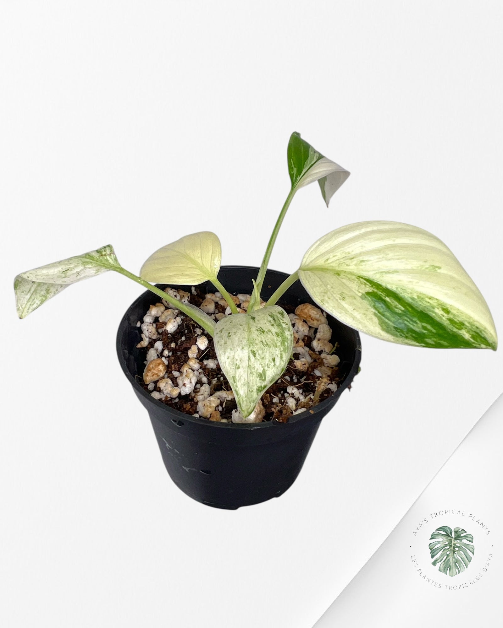 Homalomena rubescens "Albo" variegated  - LF