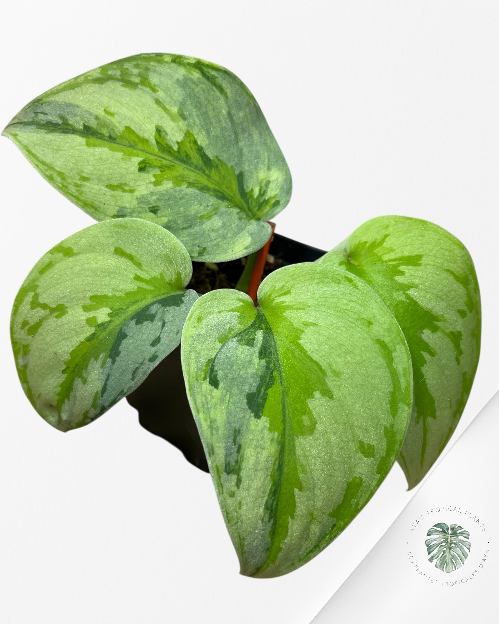 Scindapsus Yupa-EXP23