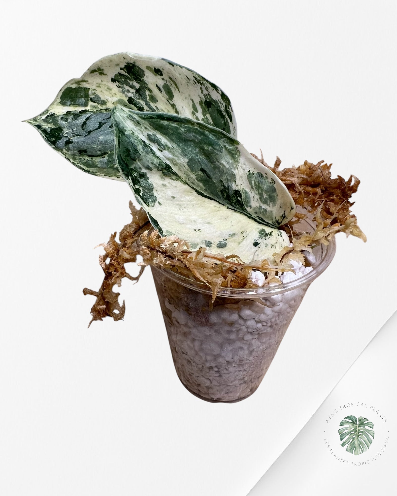 Scindapsus peasun - F8
