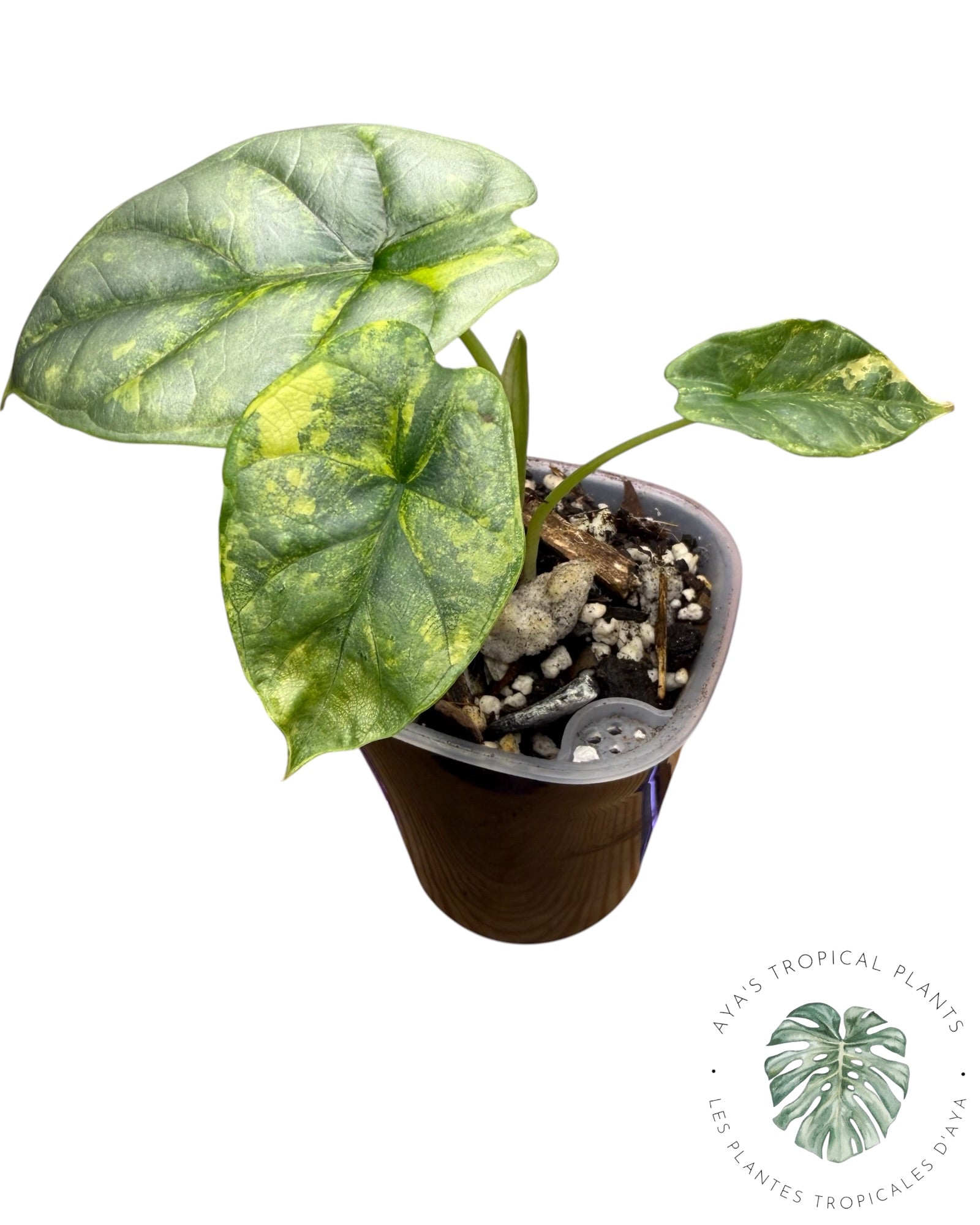 Alocasia Silver Dragon Aurea panaché