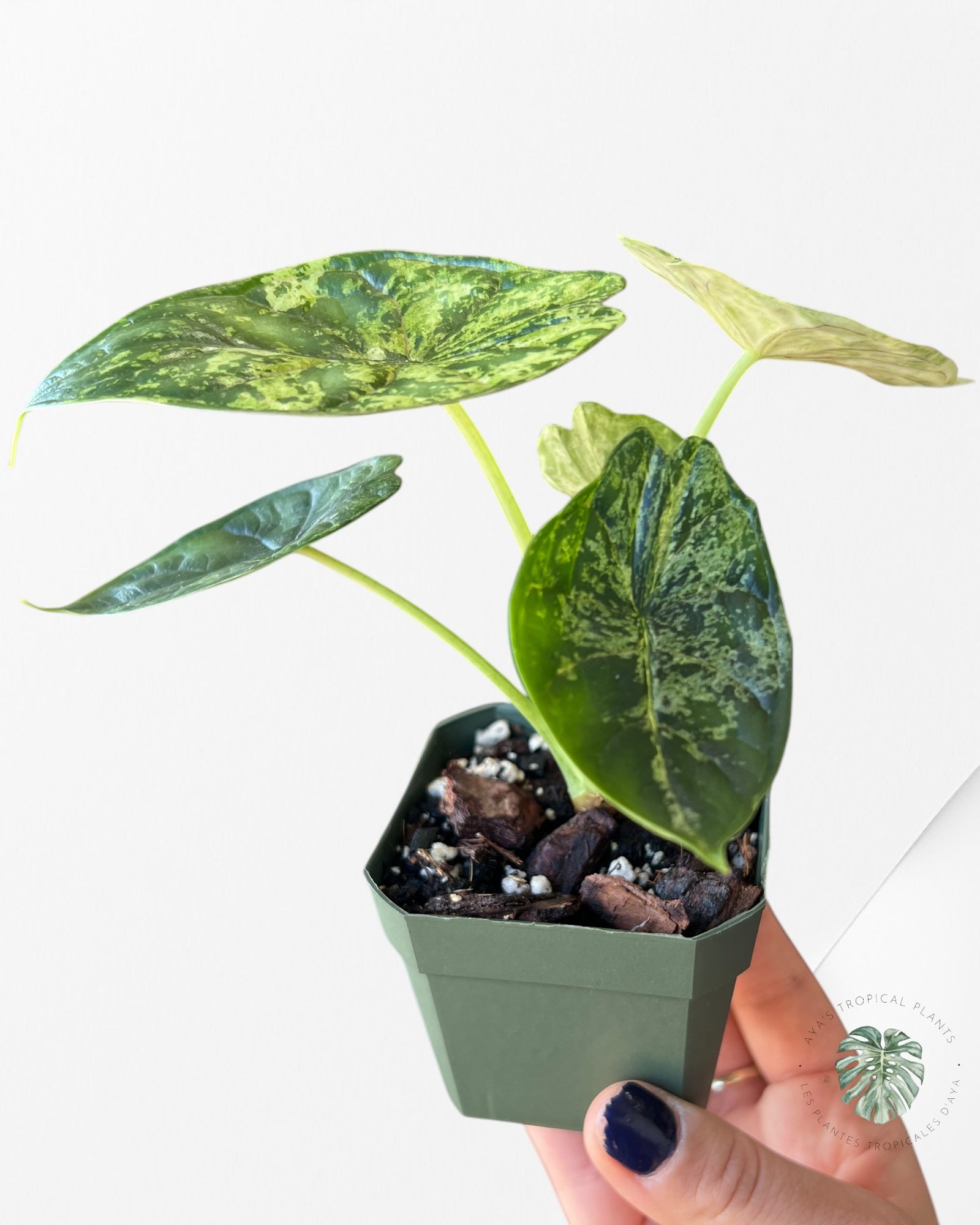 Alocasia baginda 'Dragon Scale' variegated Mint-30