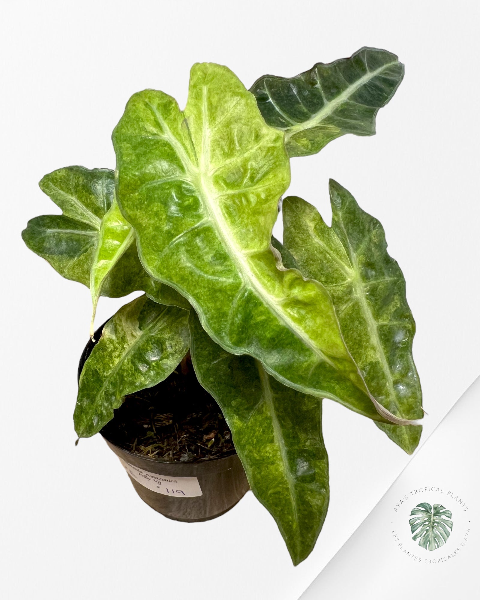 Alocasia Amazonica Polly Variagated-E