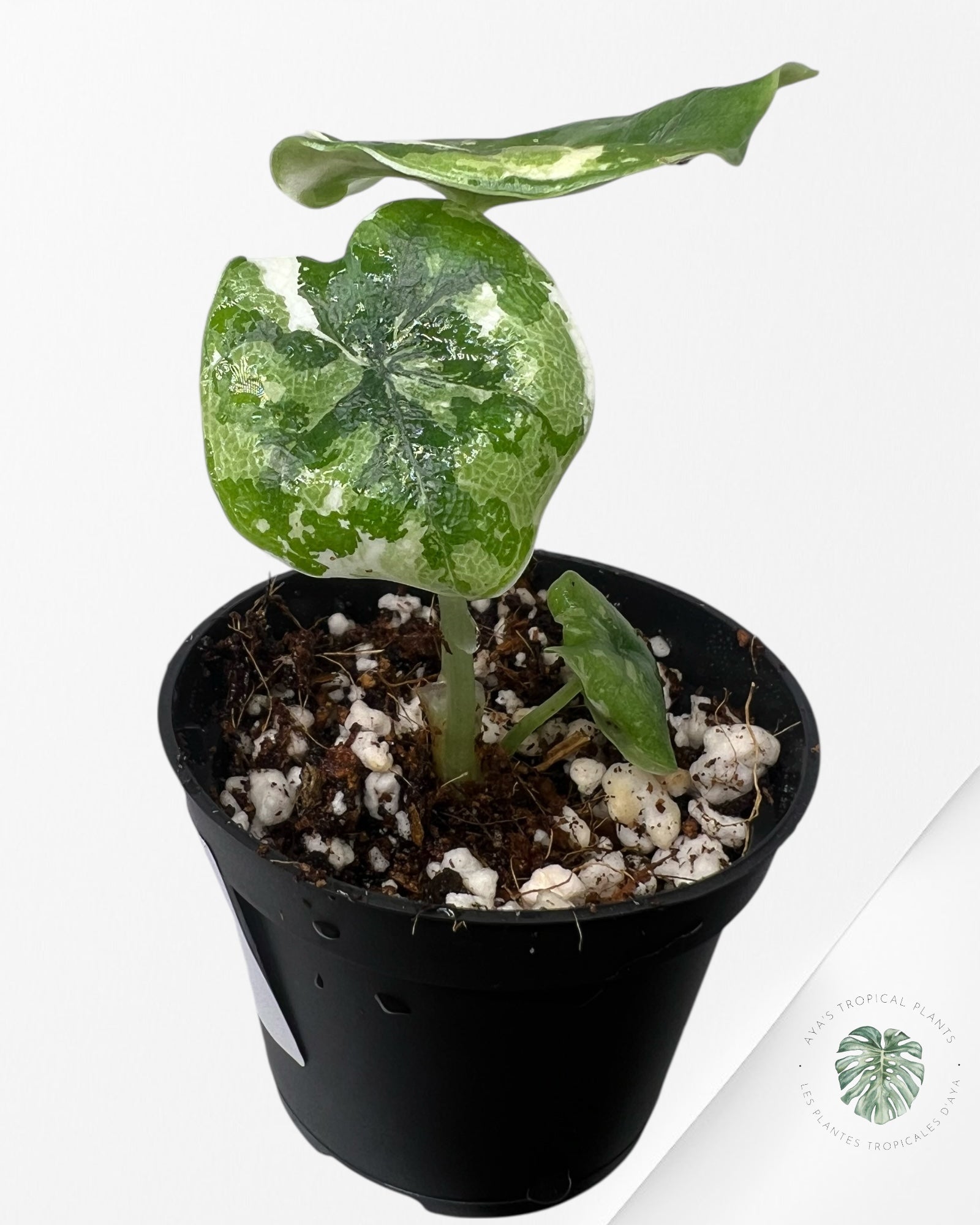 Alocasia Melo Variegated (Albo) - TC03