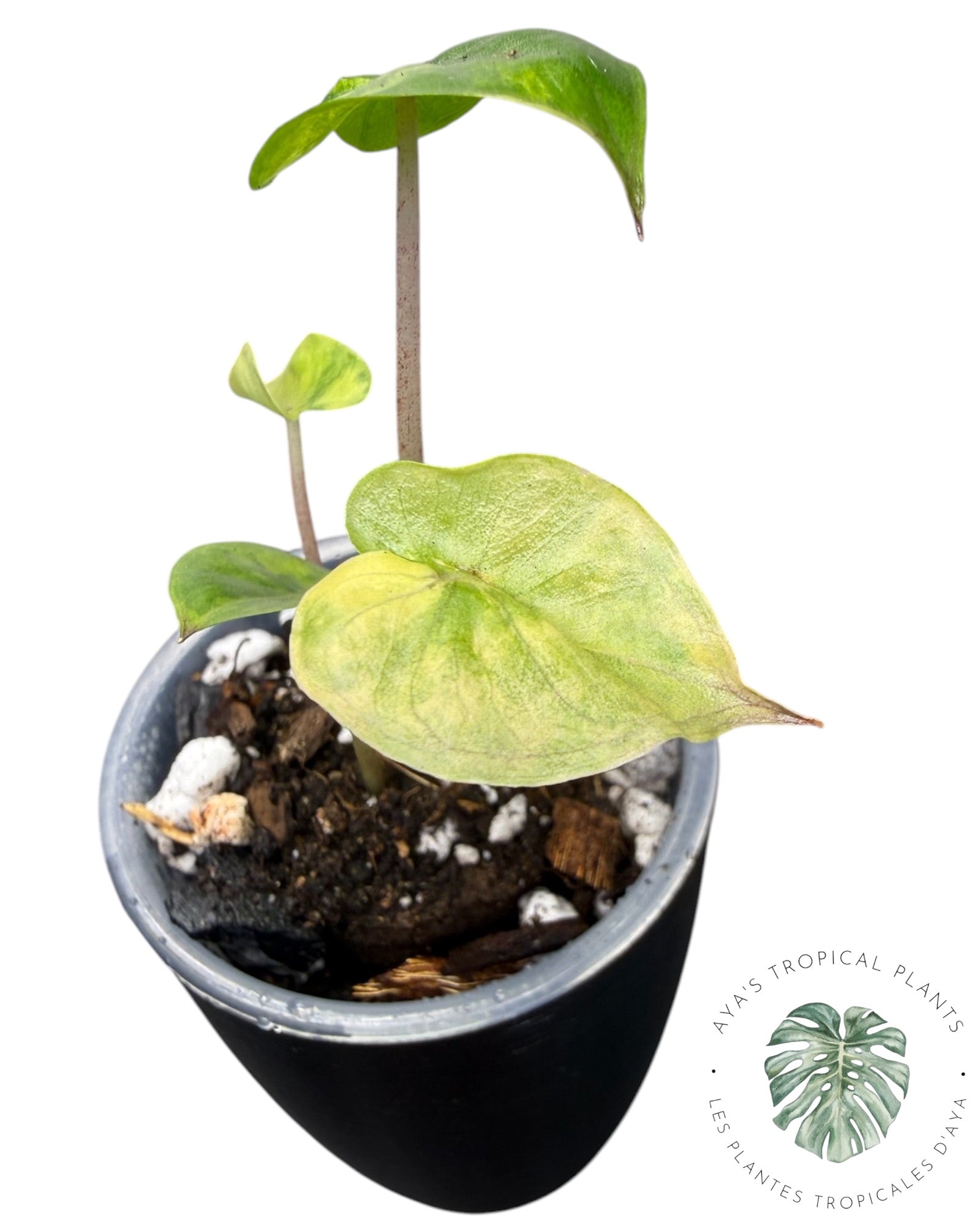 Alocasia Yucatan Aurea Variegated