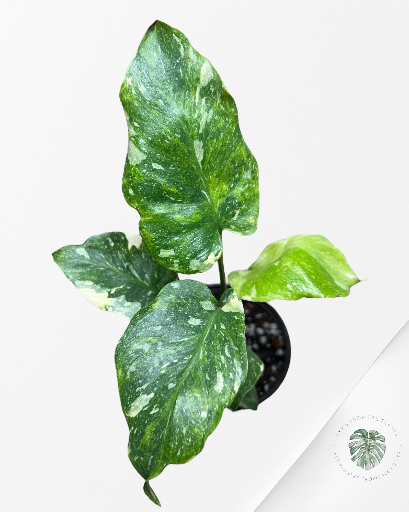 Monstera Miracle Tricolore-MMT5