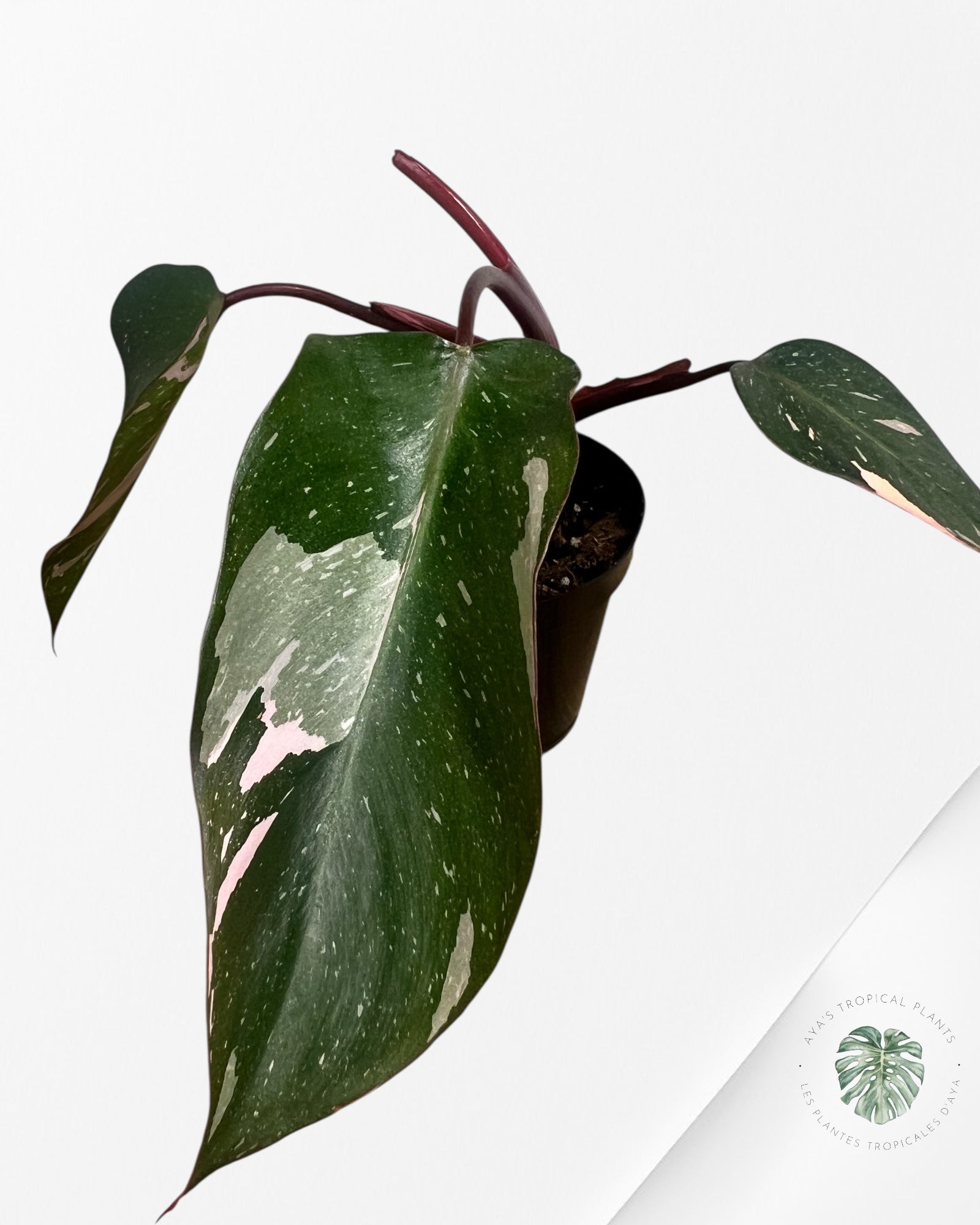 Philodendron 'Pink Princess' Marble King - F4