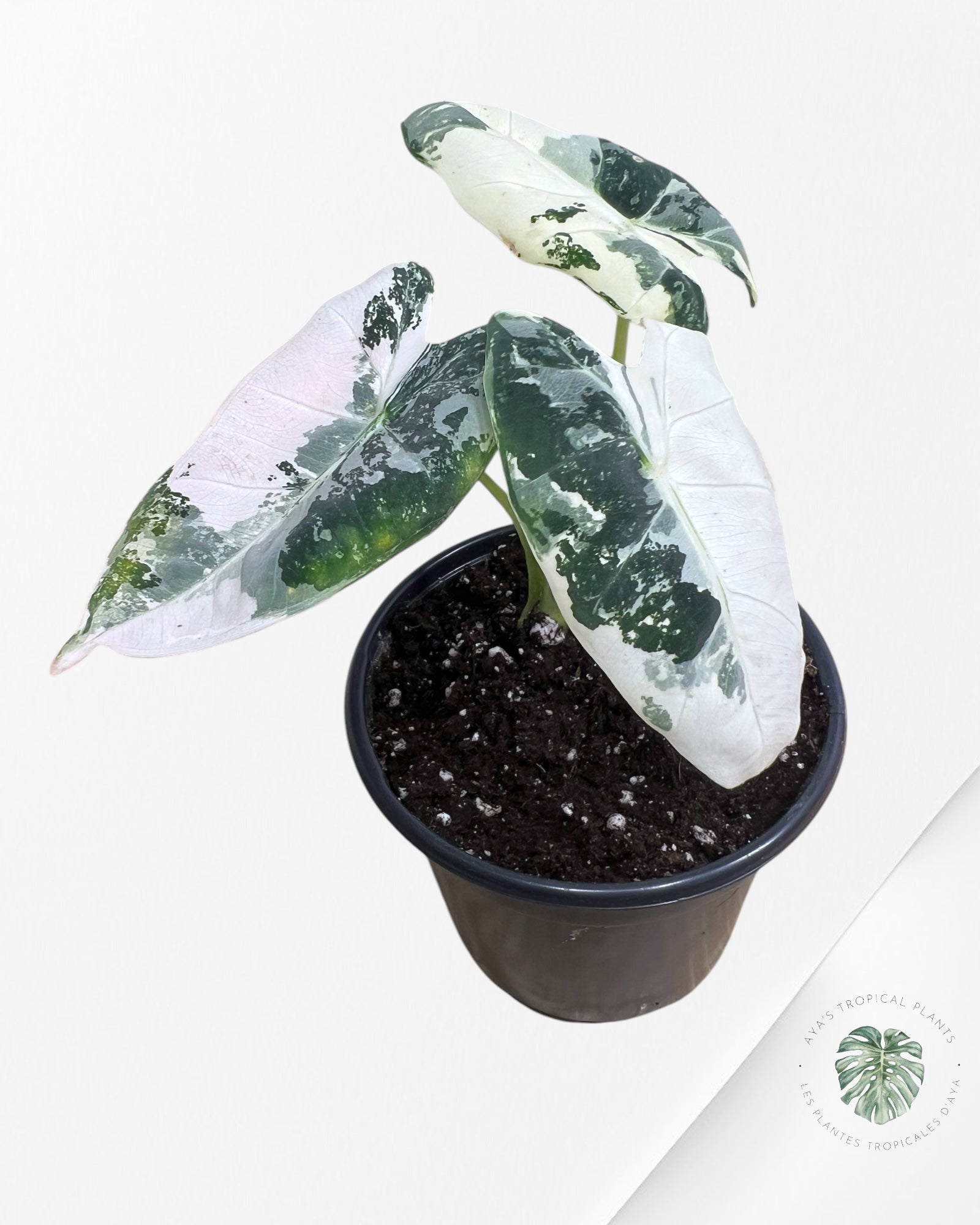 Alocasia Frydek Variaté 0332