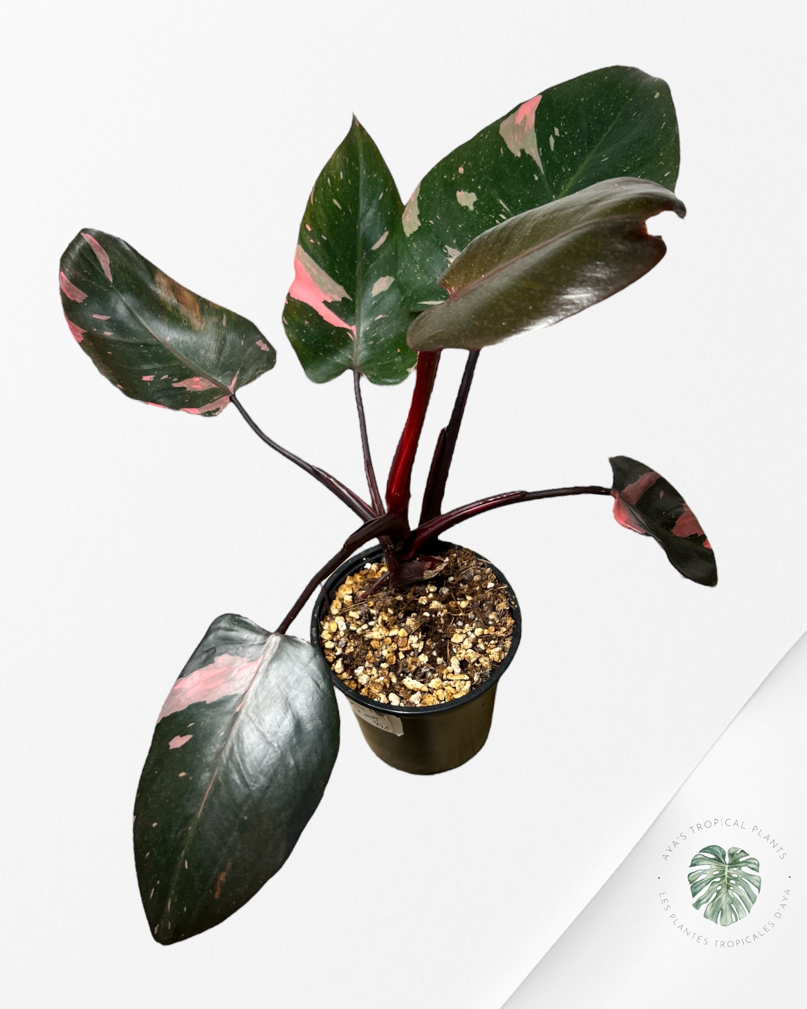 Philodendron 'Pink Princess' Marble King - Q