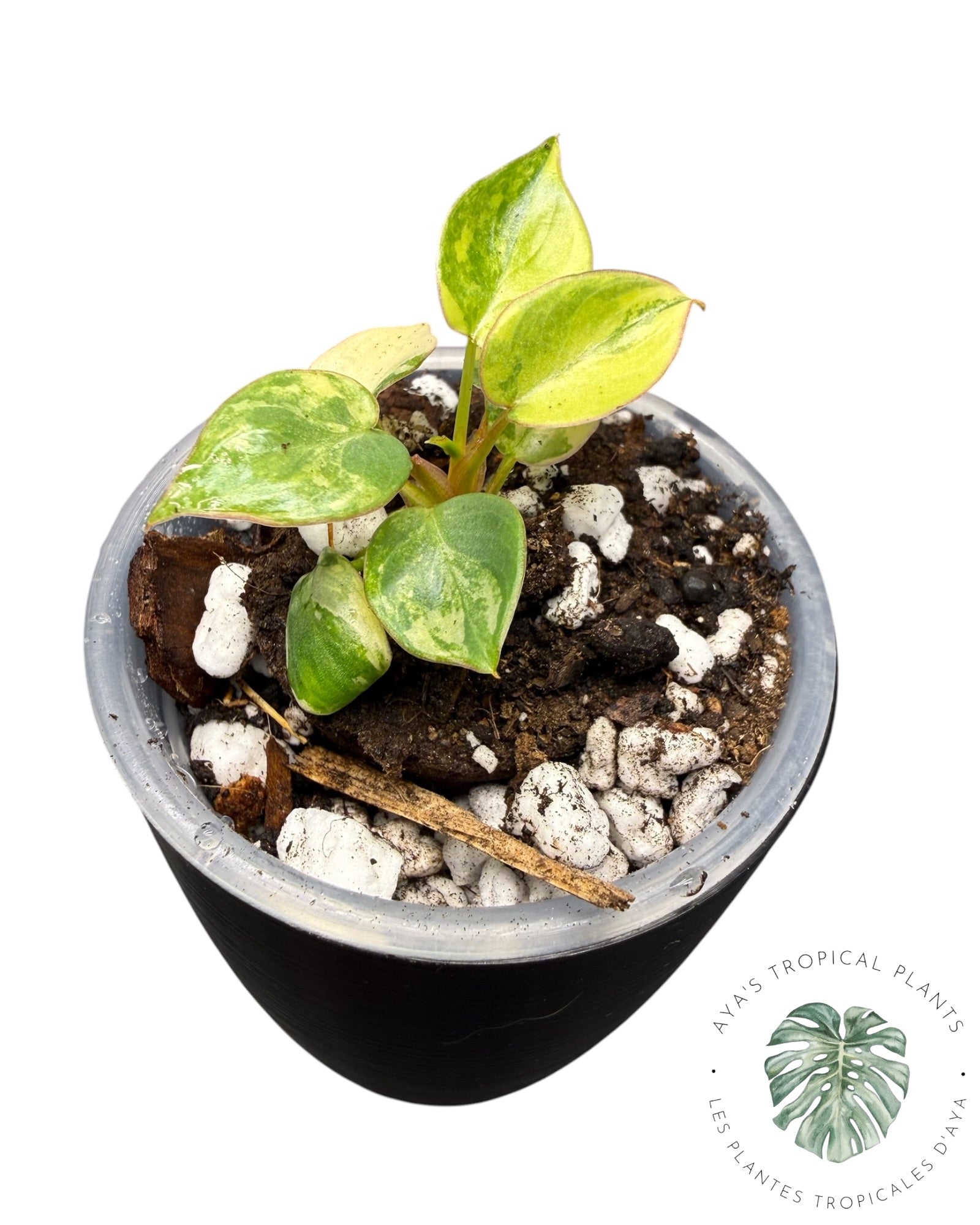 Philodendron Billietiae Variegated