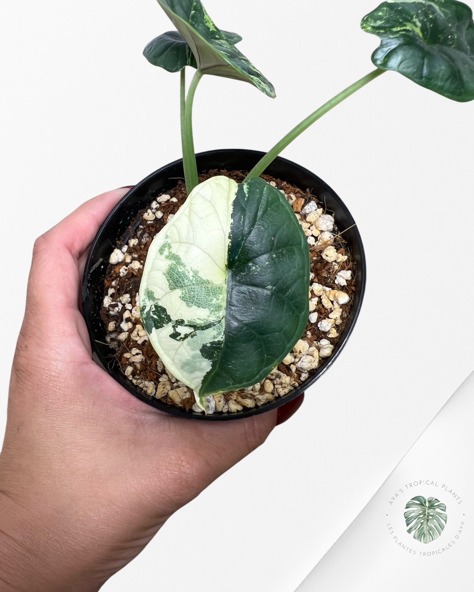 Alocasia baginda ' Dragon Scale’ variegated - F1