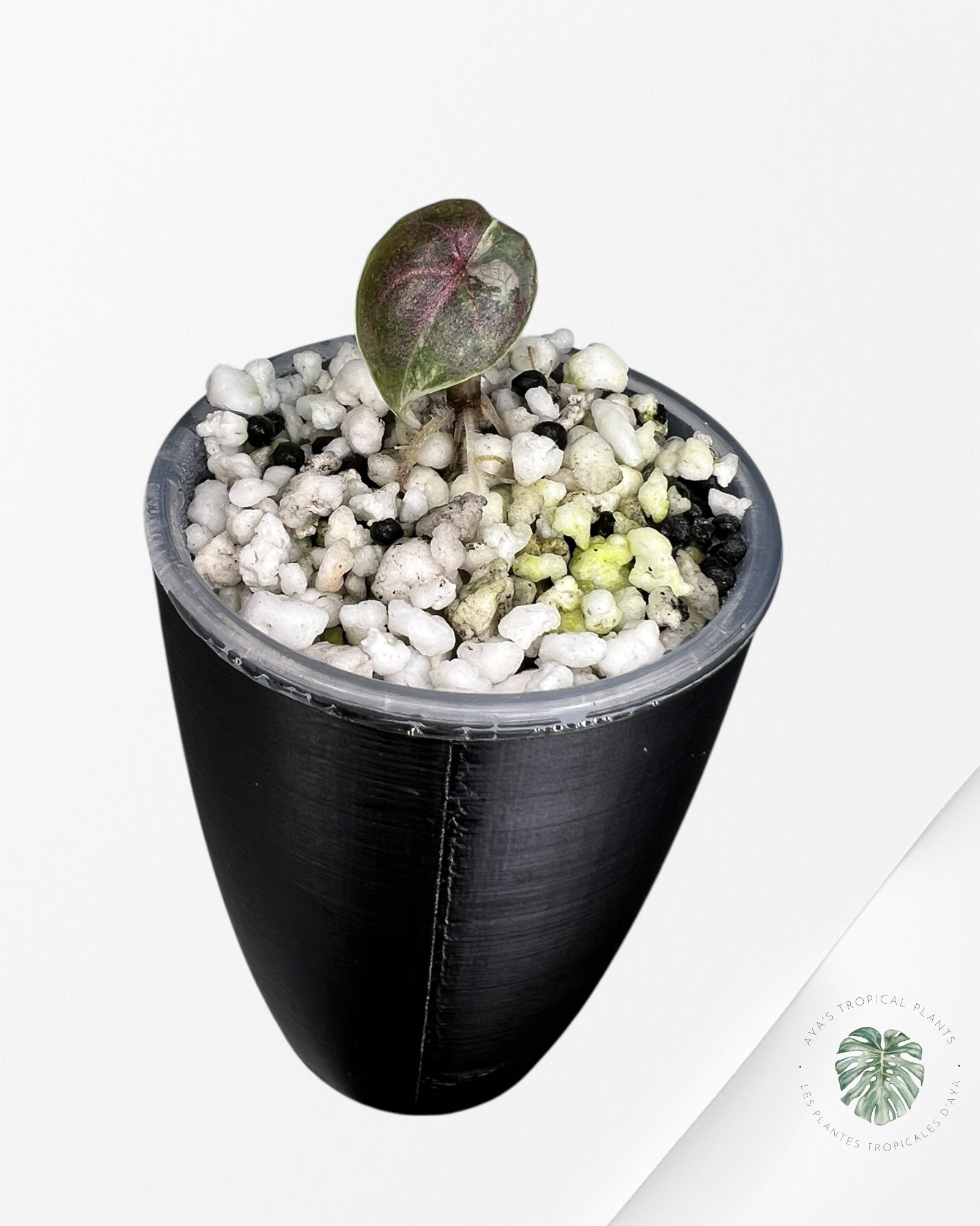 Alocasia Azlanii Pink Variegated