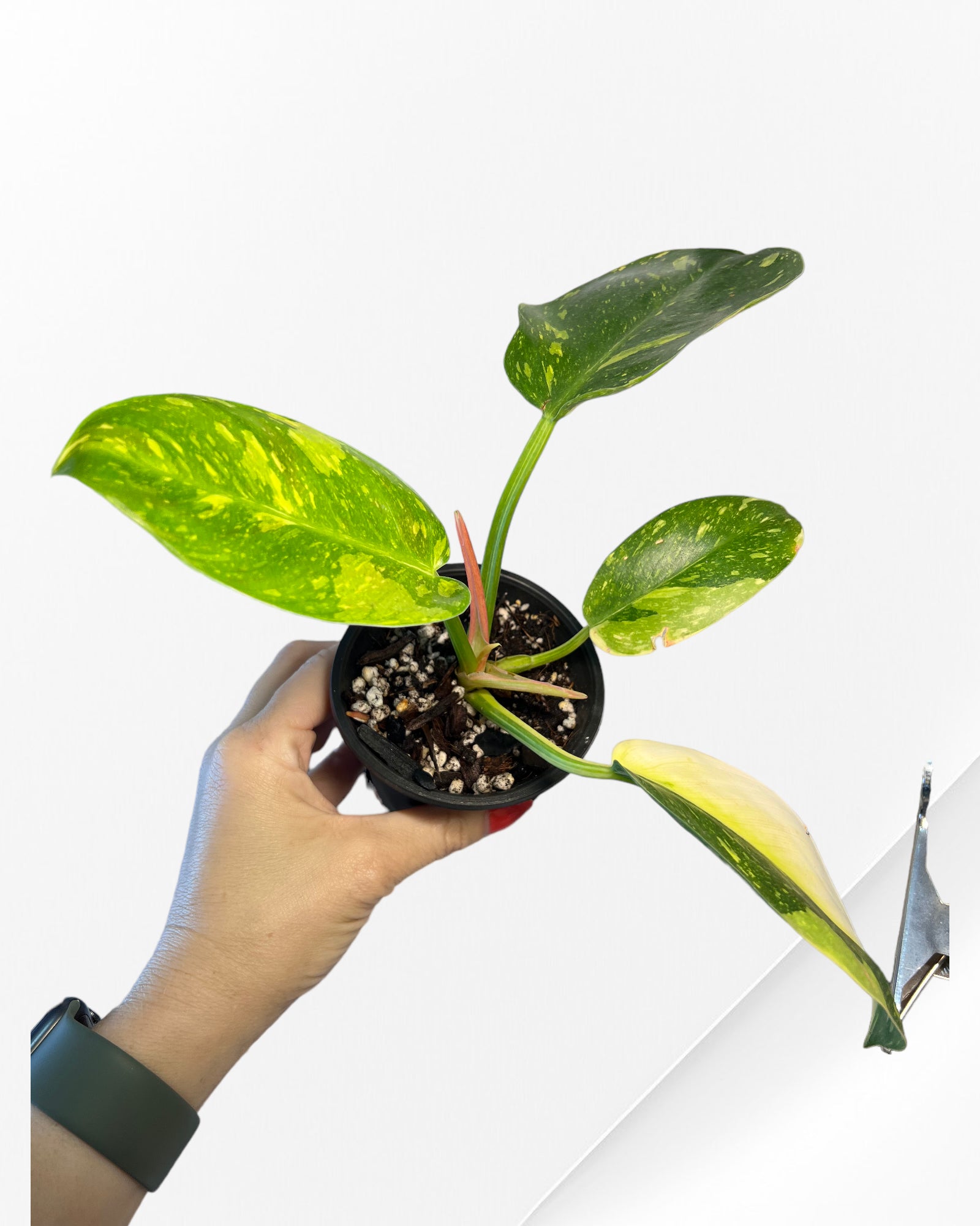 Philodendron Green Congo Hybrid-JA0825