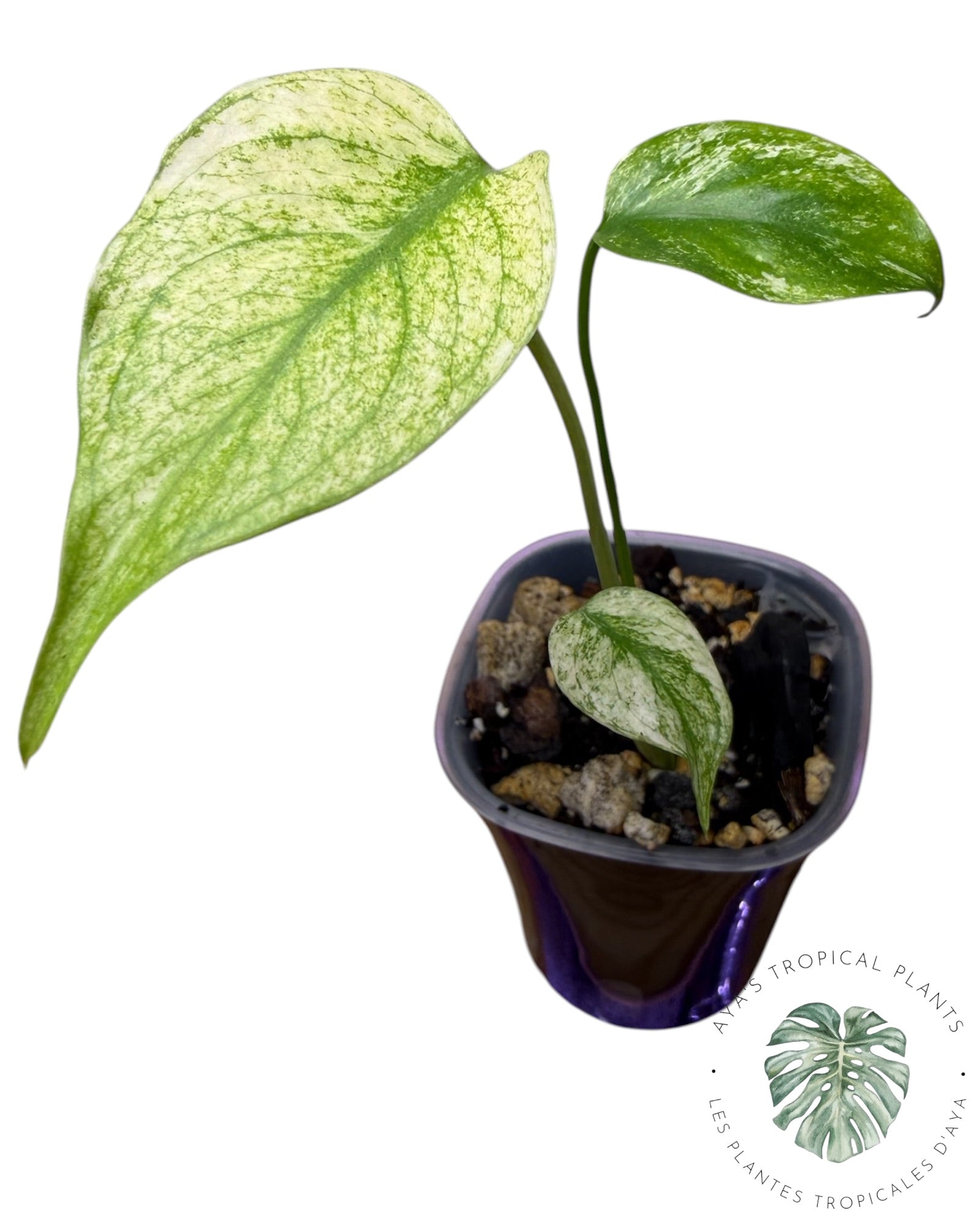 Monstera White Monster