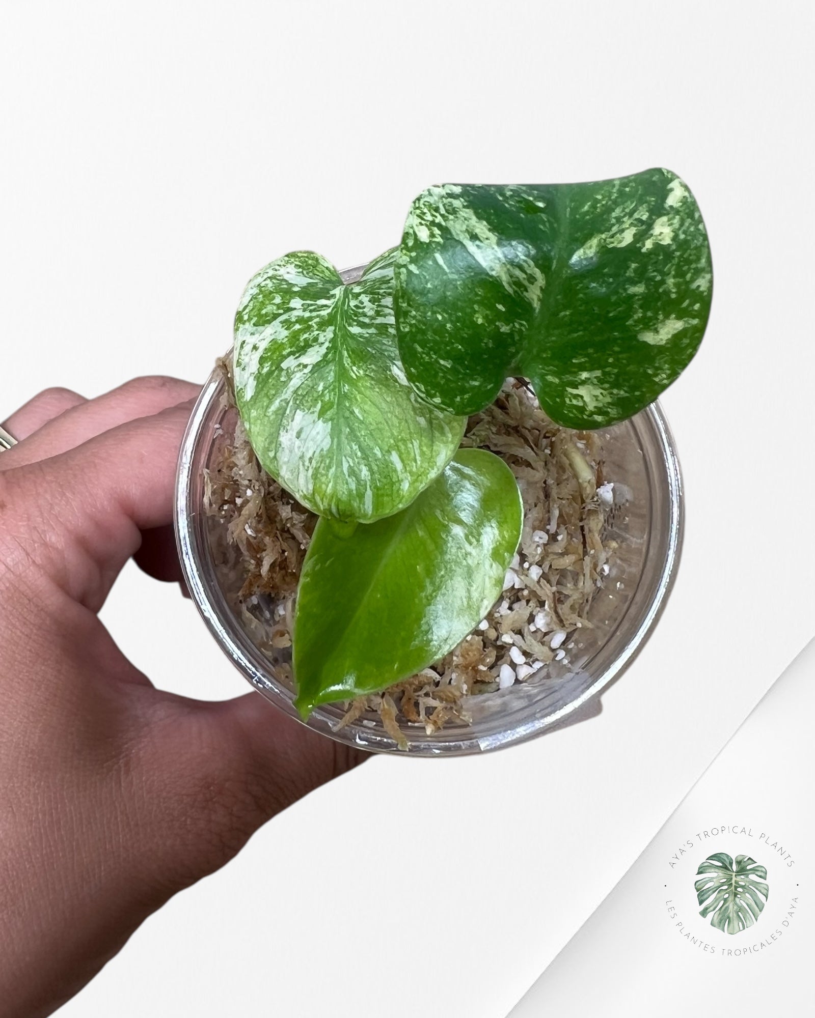 Monstera Mint - TC9