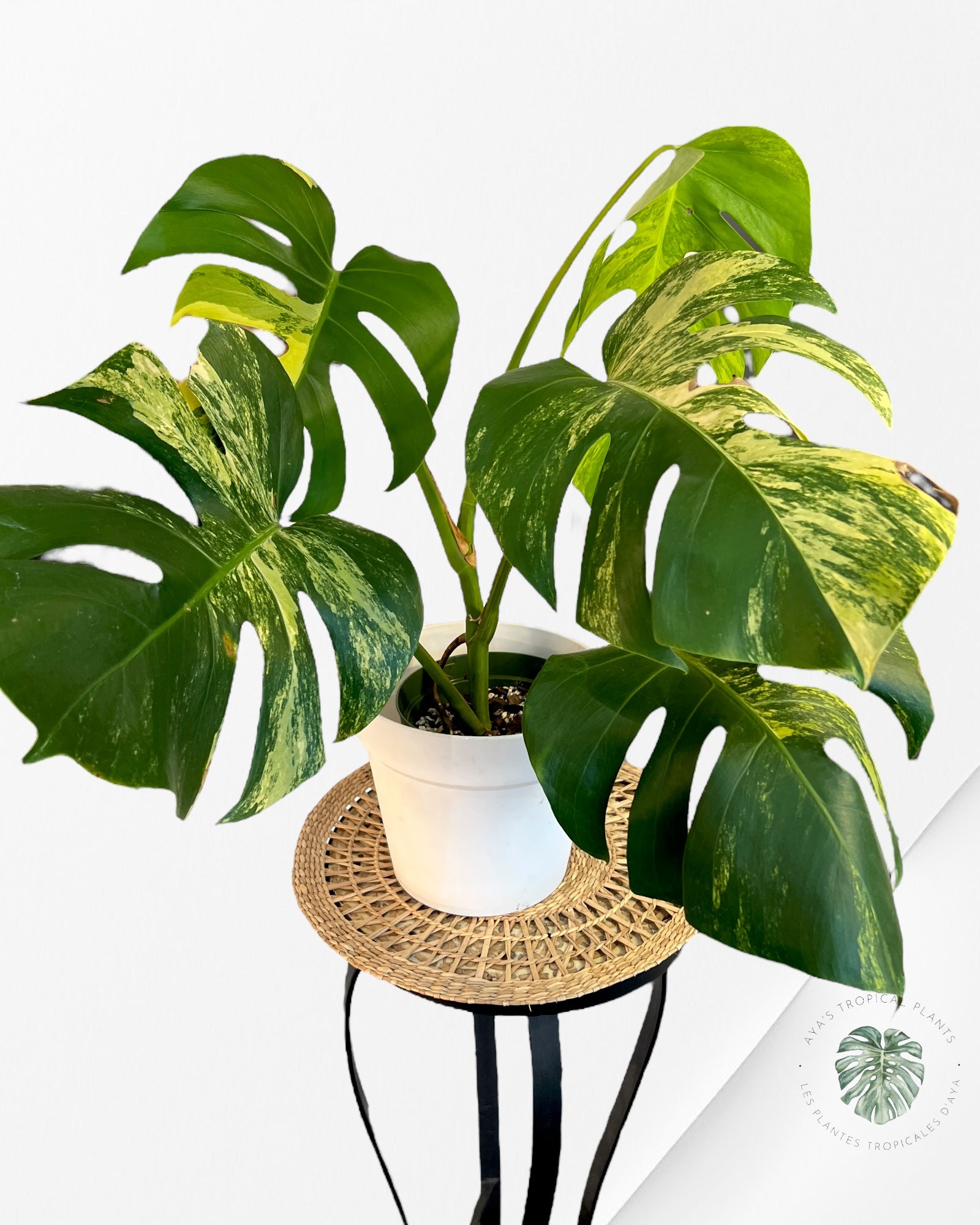 Monstera  Aurea - p003