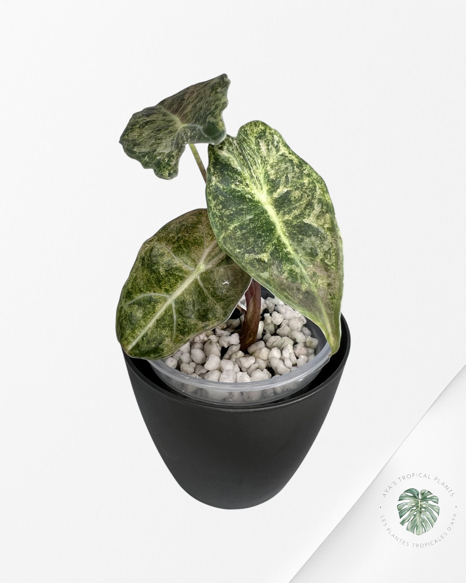 Alocasia Black Satun Pink Stardust