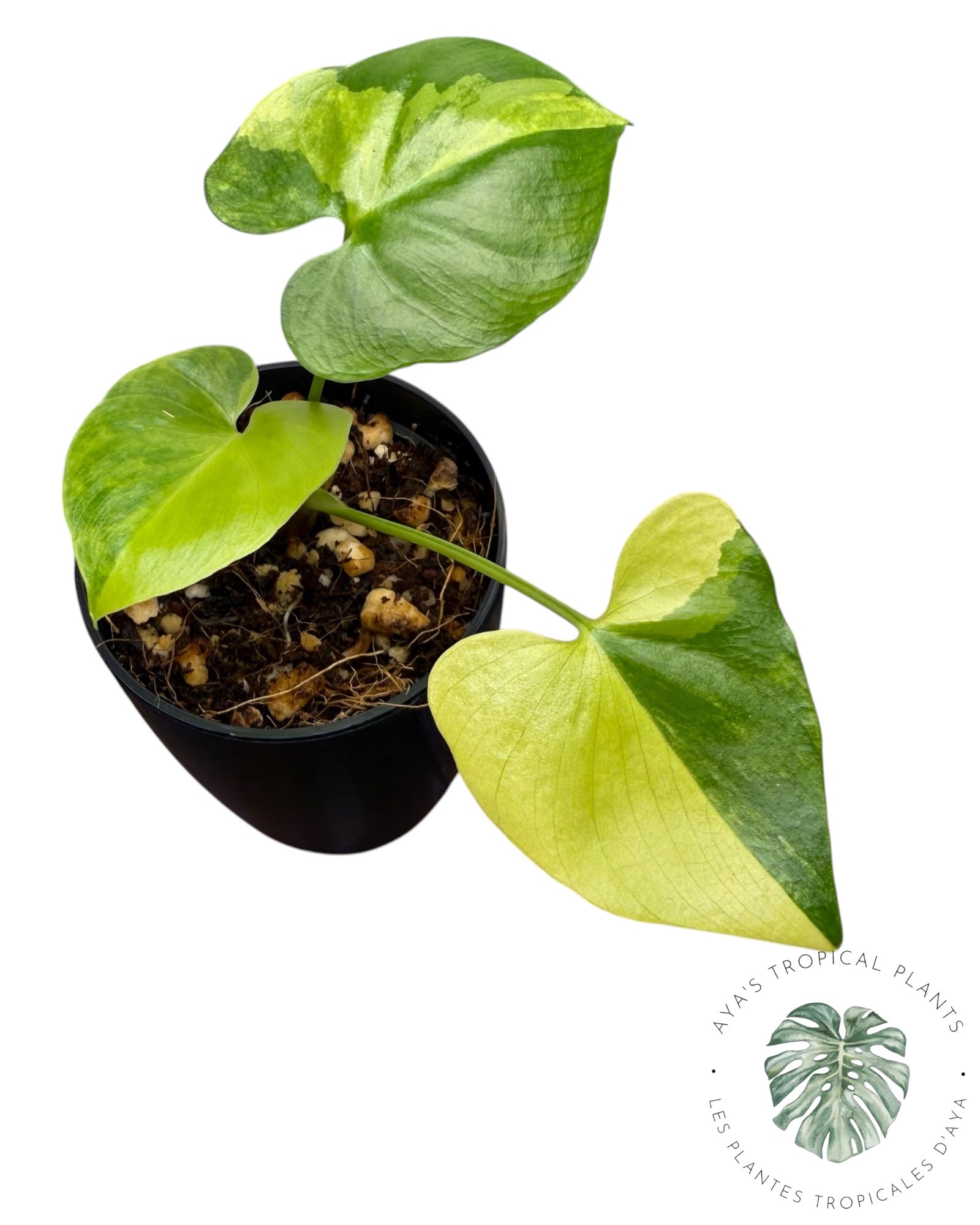 Philodendron Bipinnatifidum Variegated
