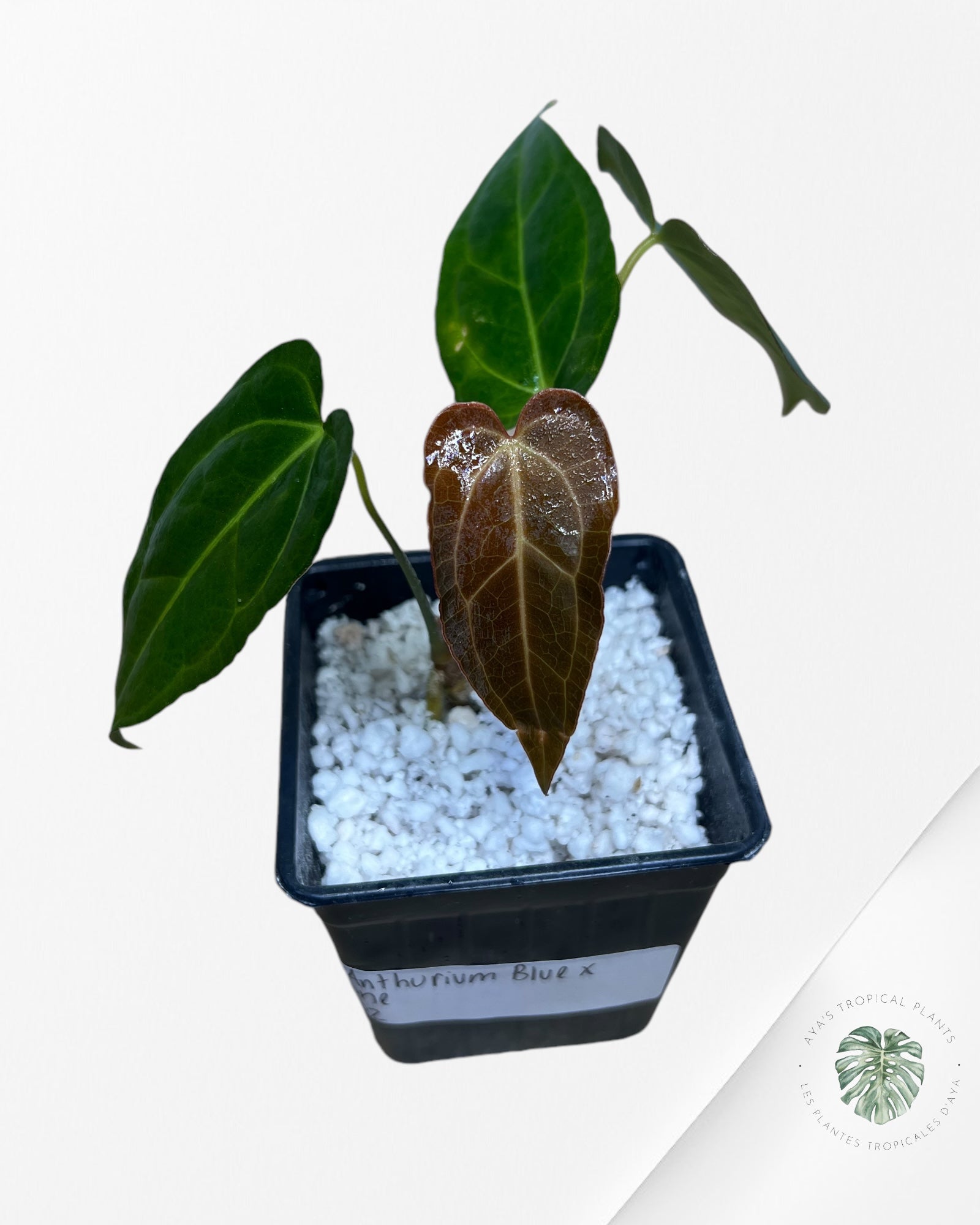 Anthurium Papillilaminum Bleu X One -02