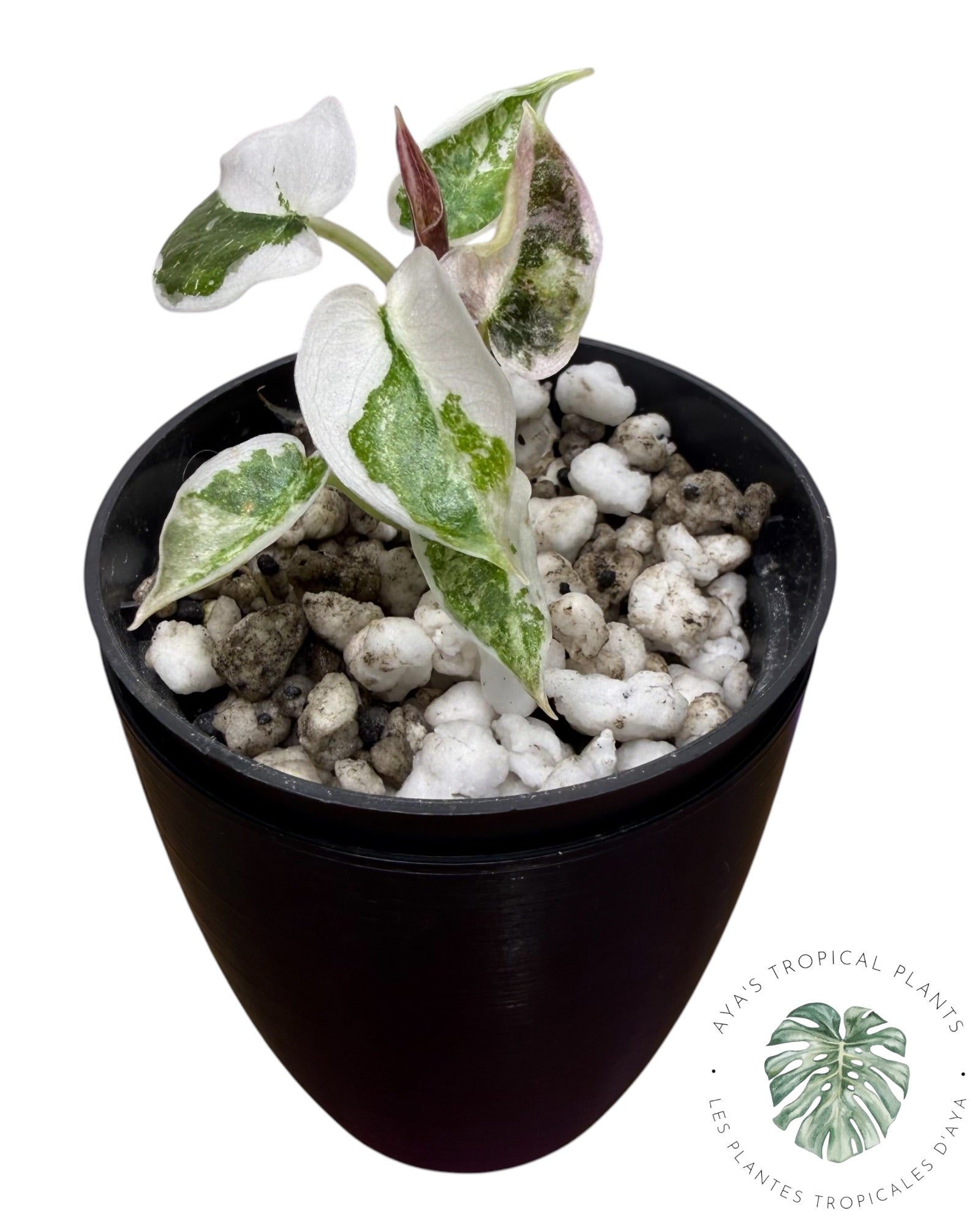 Alocasia Cuprea Pink Albo panaché