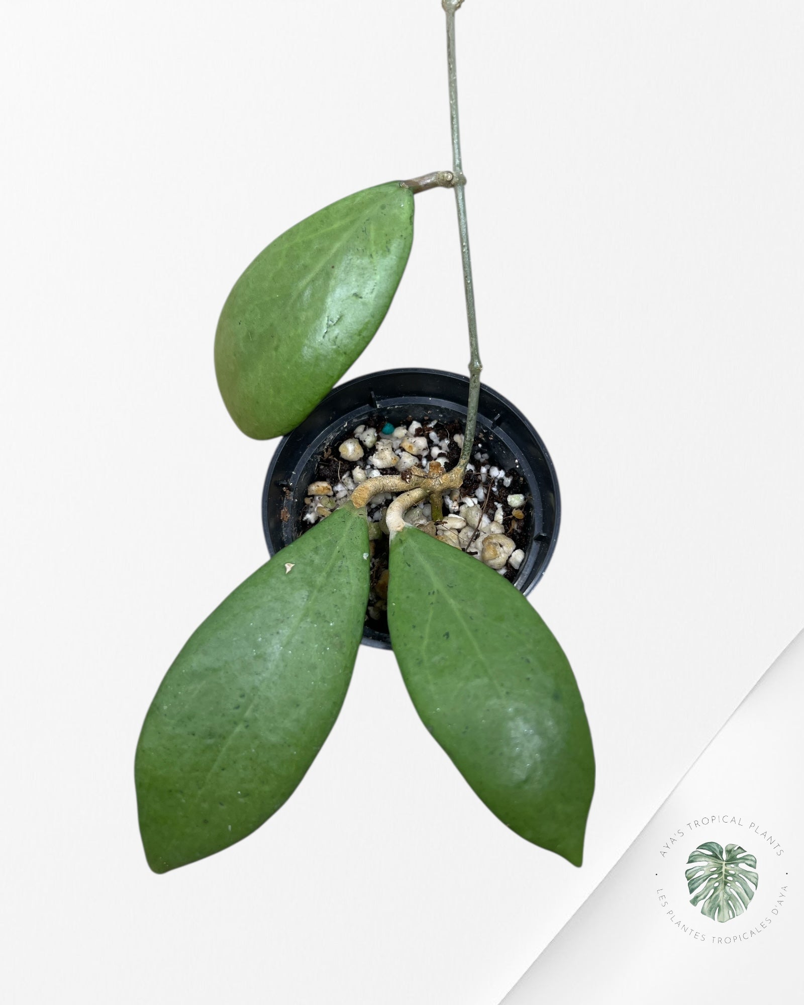 Hoya erythrostemma (Silver) - P73