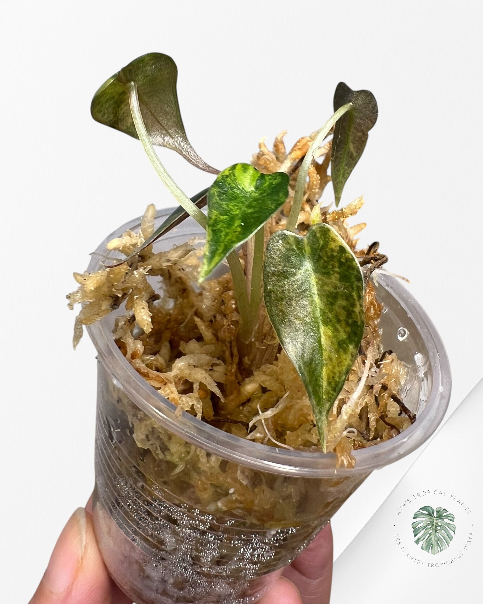 Alocasia Bambino Variegated (Aurea) - TC11