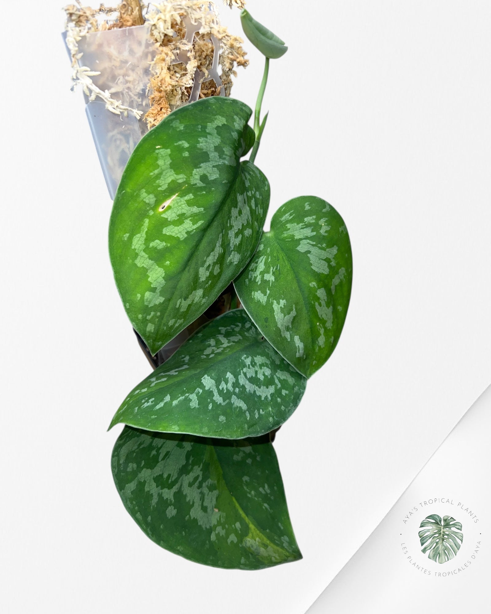 Scindapsus Kusuma-SK02