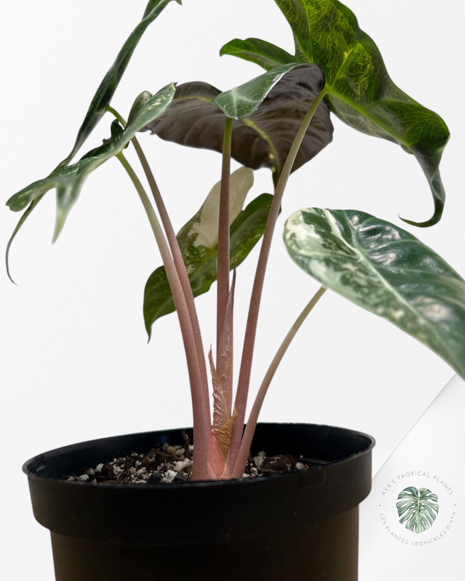 Alocasia 'Nairobi Night' panaché - B