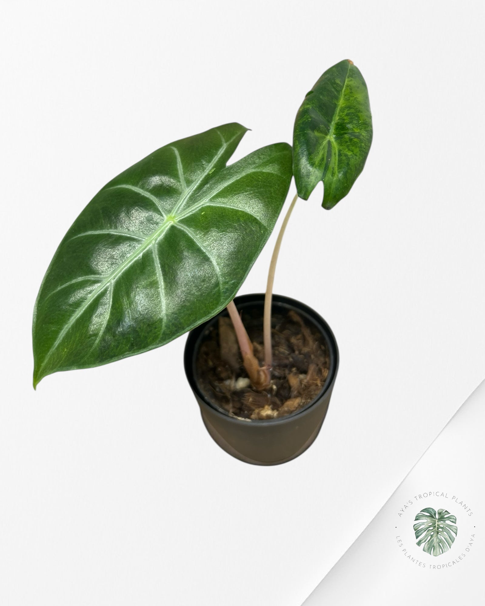Alocasia 'Nairobi Night' Variegated - PU25