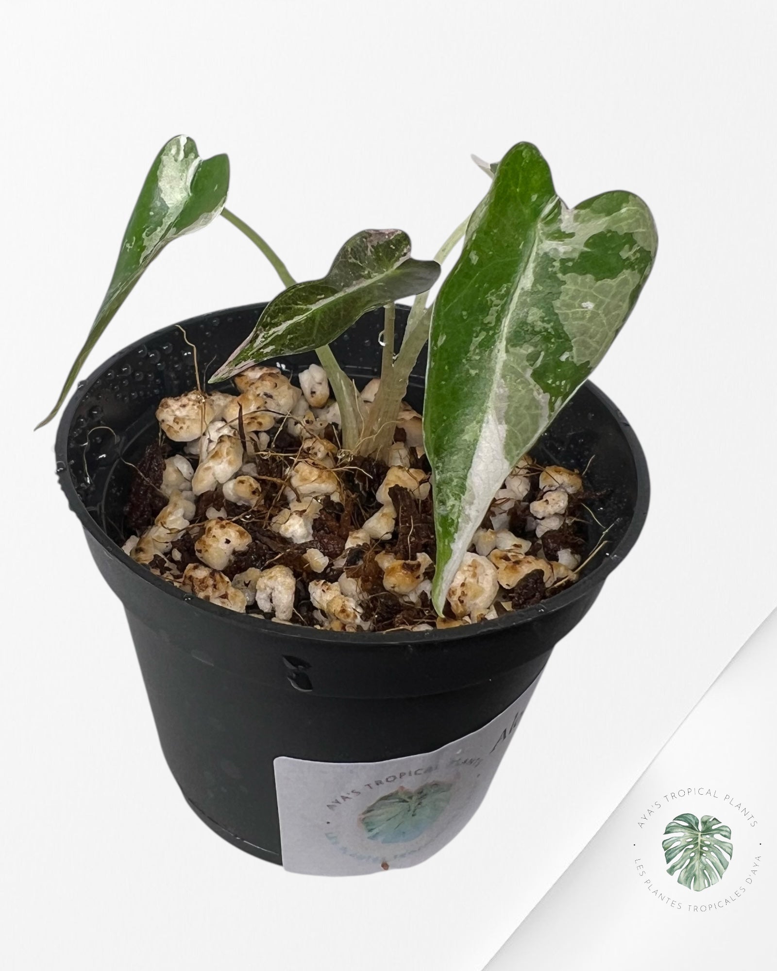 Alocasia Bambino Variegated (pink) - 3