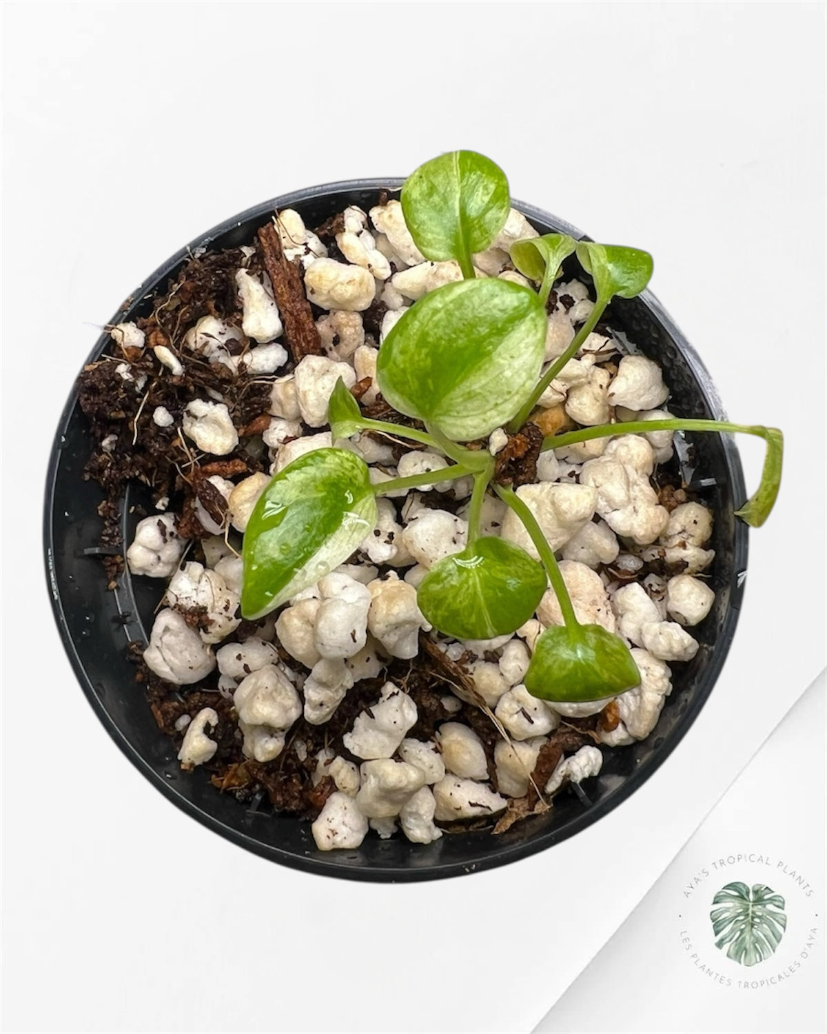 Philodendron Xanadu Variegated - P6
